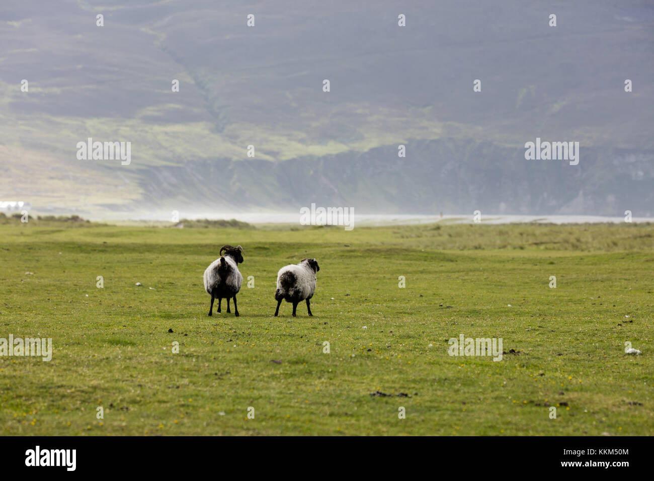 Group of sheep grazing on meadow in Ireland Stock Photo - Alamy