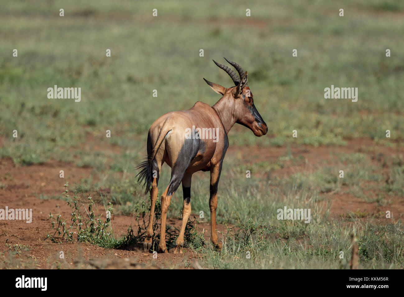 A Topi antelope Stock Photo - Alamy