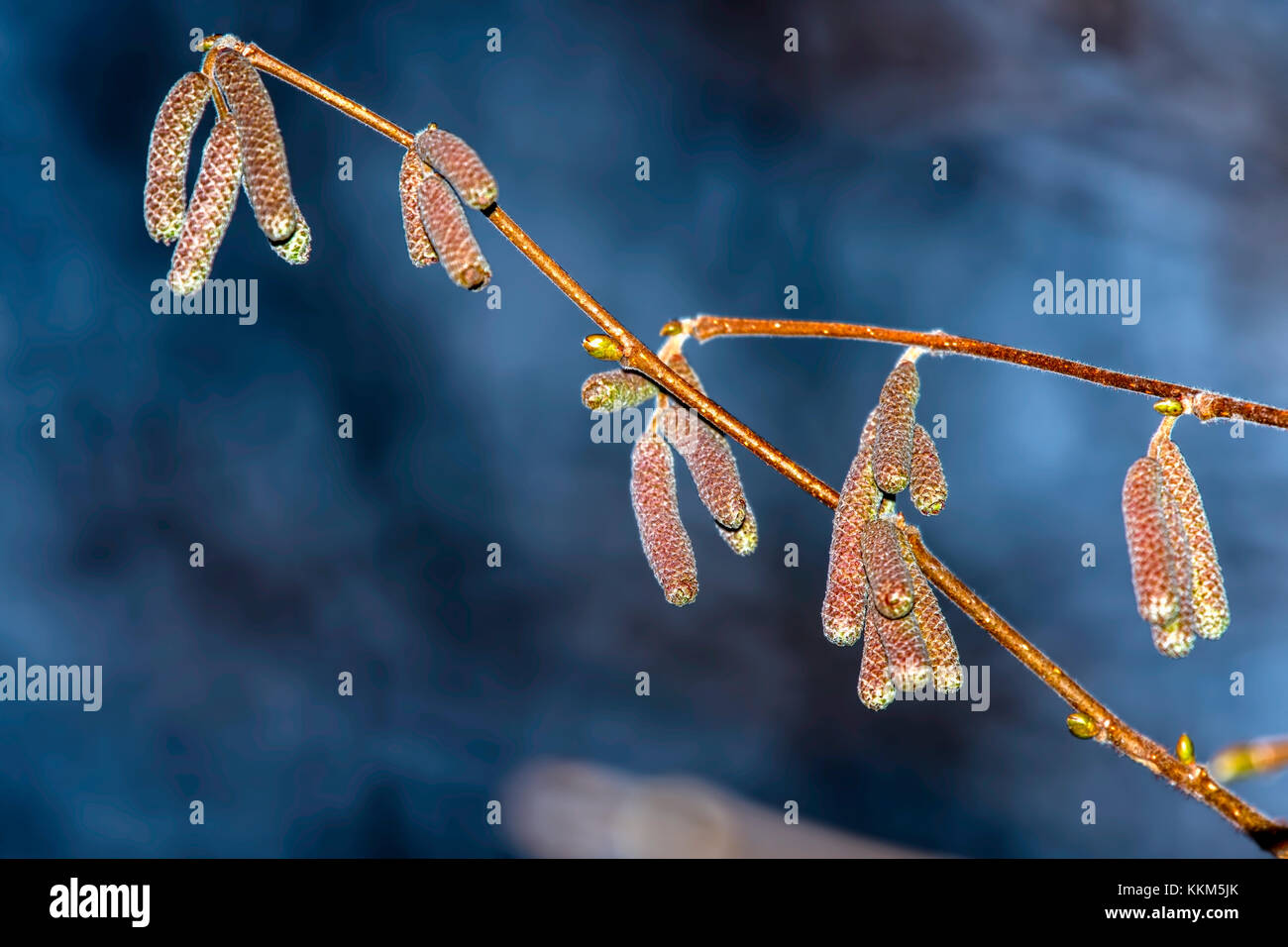 A beautiful color contrast given at blue hour between the shiny wax covered seed hulls of a European Alder tree and its background. Stock Photo