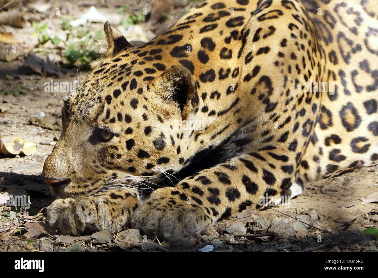 The Jaguar (Panthera onca) in resting pose. Stock Photo