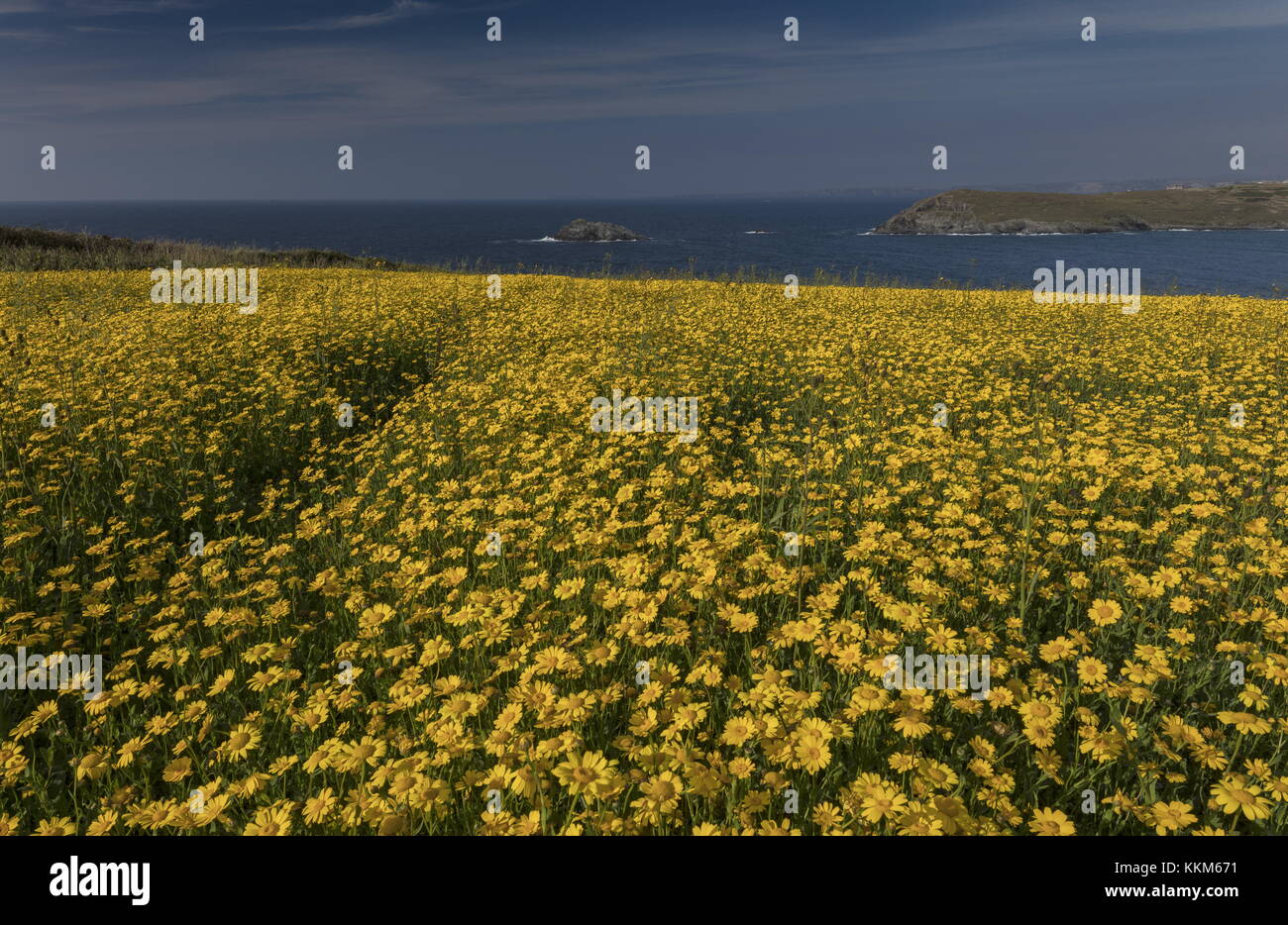Corn marigold, Glebionis segetum, in dense masses in arable field at Porth Joke, near Crantock, Cornwall. Stock Photo