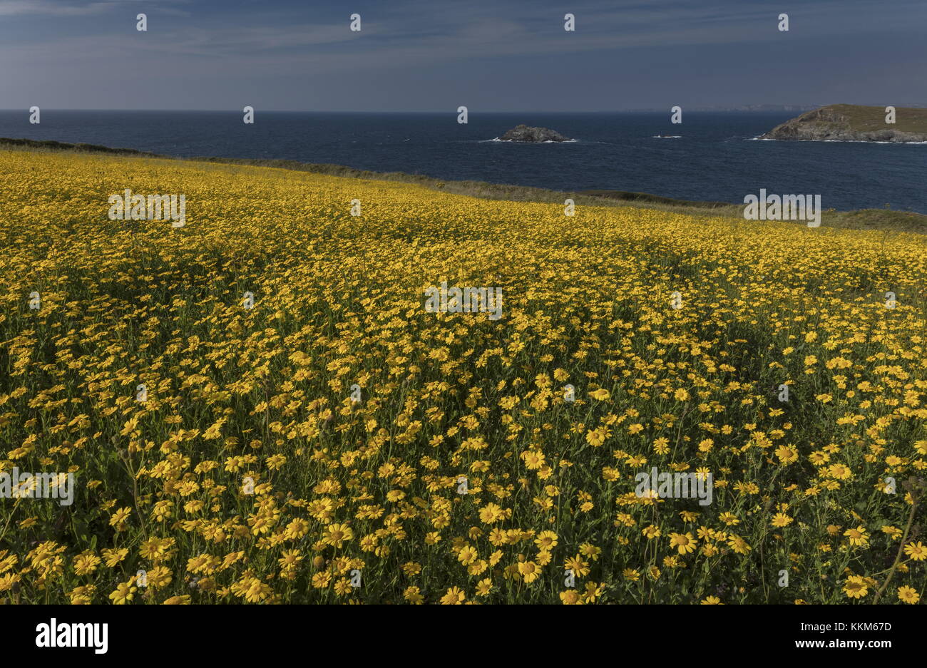 Corn marigold, Glebionis segetum, in dense masses in arable field at Porth Joke, near Crantock, Cornwall. Stock Photo