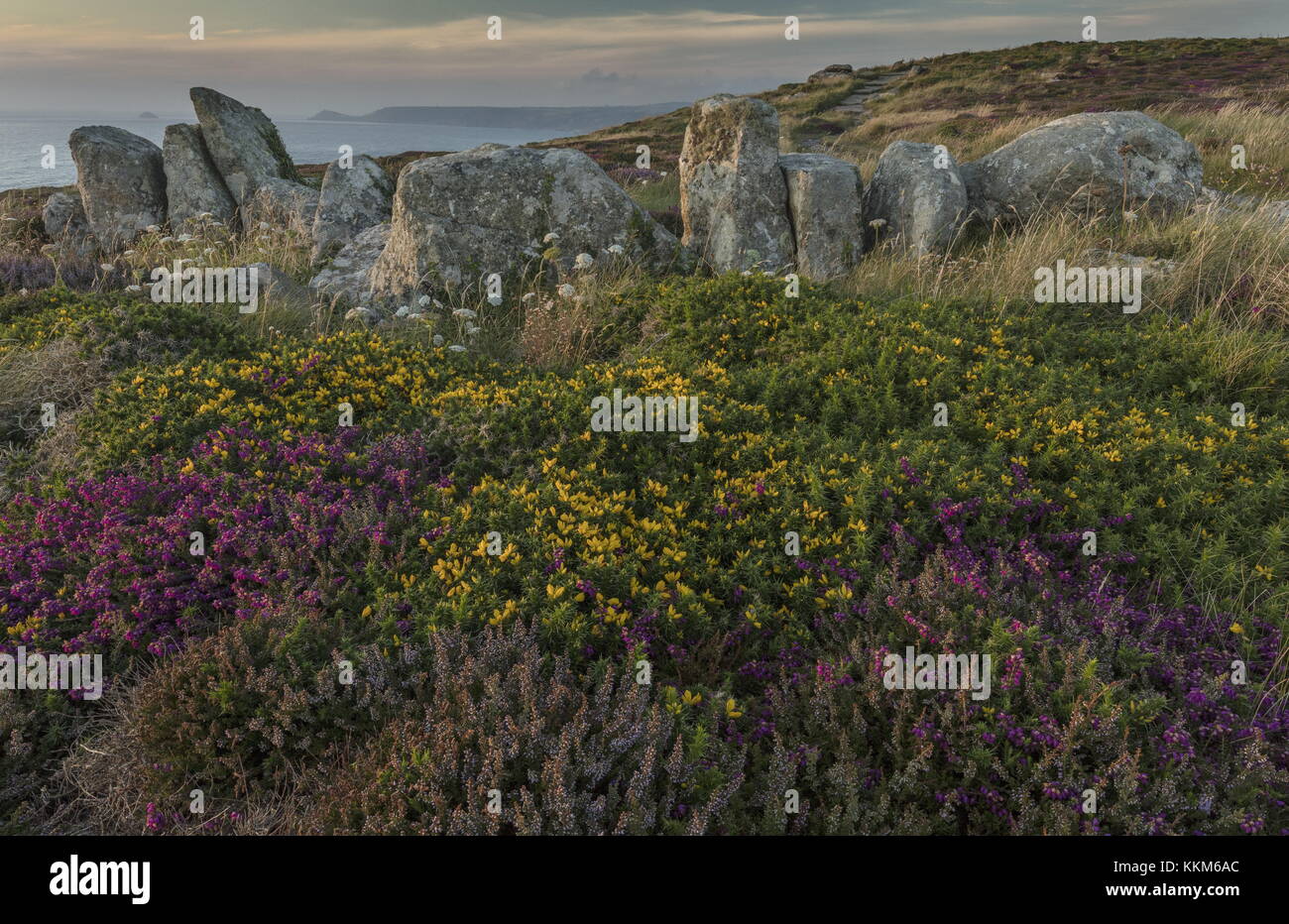 Coastal heathland around ancient stone boundary at Land's End, Cornwall. Stock Photo