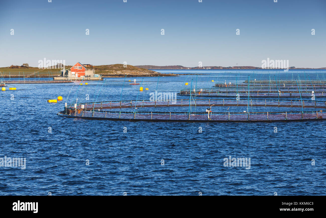 Fish farm for salmon and trout production in natural environment. Norwegian Sea fjord, Trondheim region Stock Photo