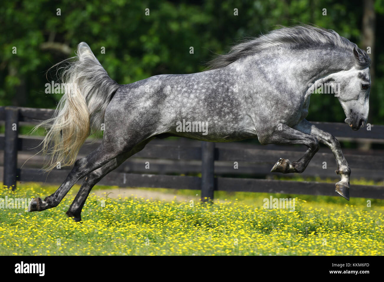 rocky mountain horse stallion