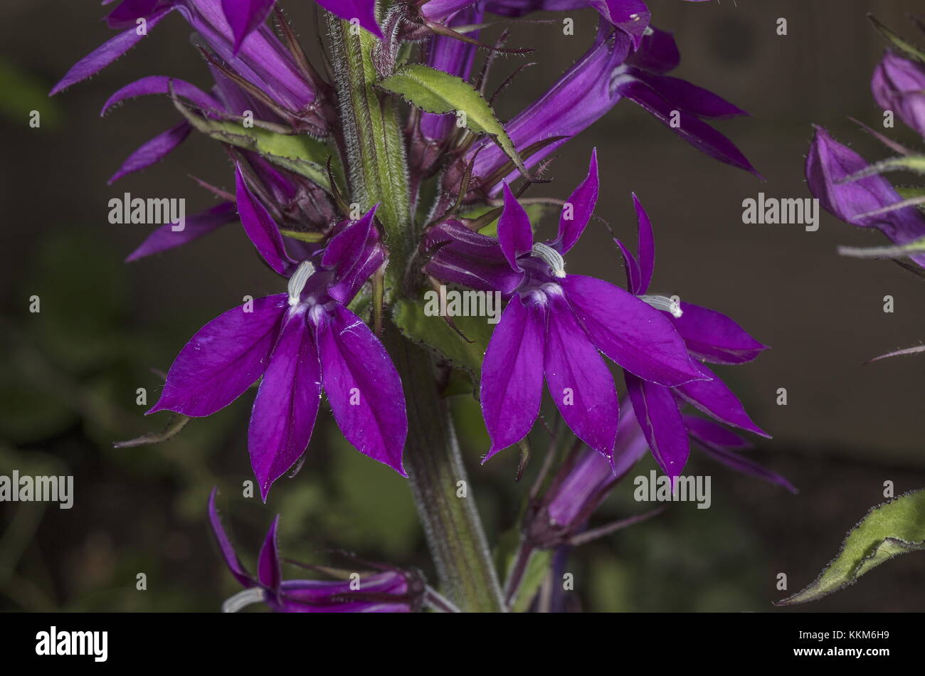 Lobelia 'Hadspen Purple', in garden border. Stock Photo