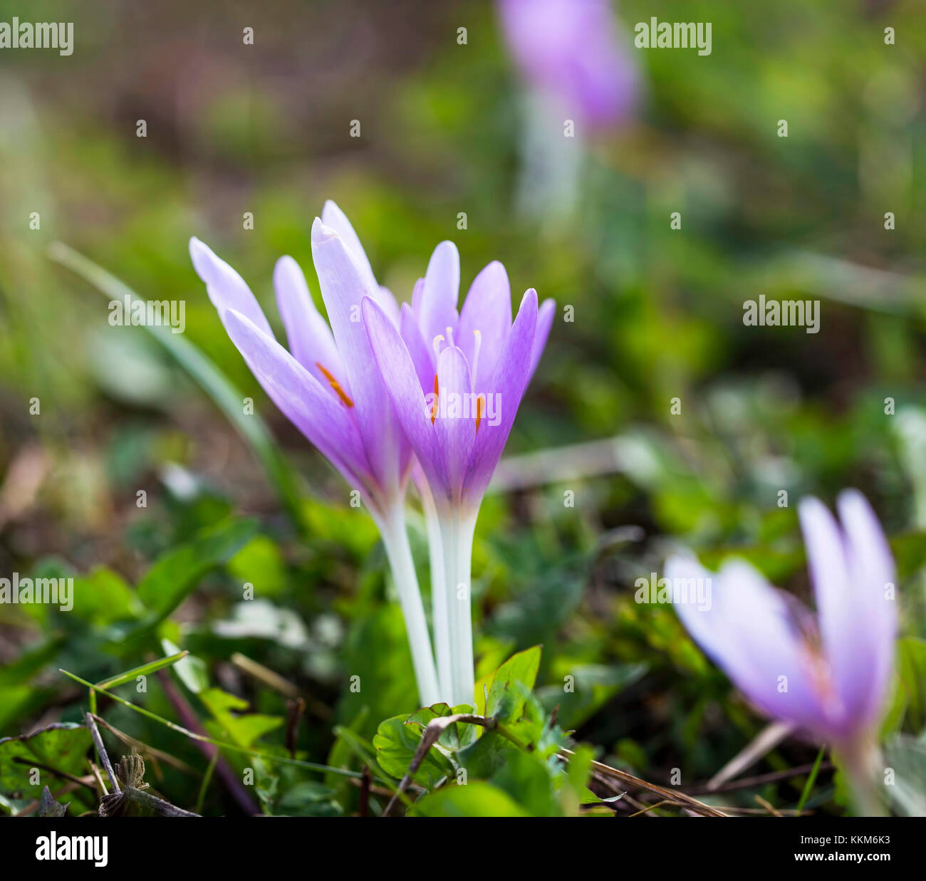 Blooming purple colchicum autumnale on natural background.Violet ...