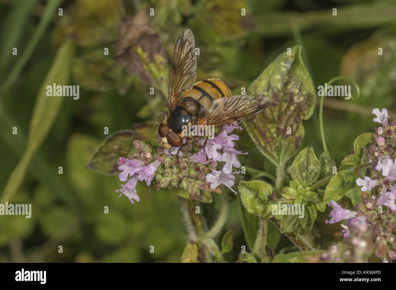 Lesser Hornet Hoverfly,  Volucella inanis nectaring on marjoram. Stock Photo