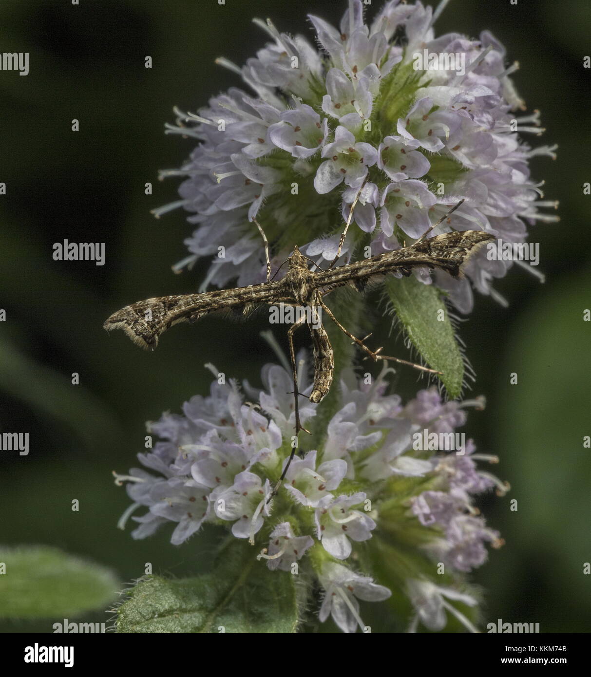 Brindled Plume moth, Amblyptylia punctidactyla, settled on water mint flowers. Stock Photo