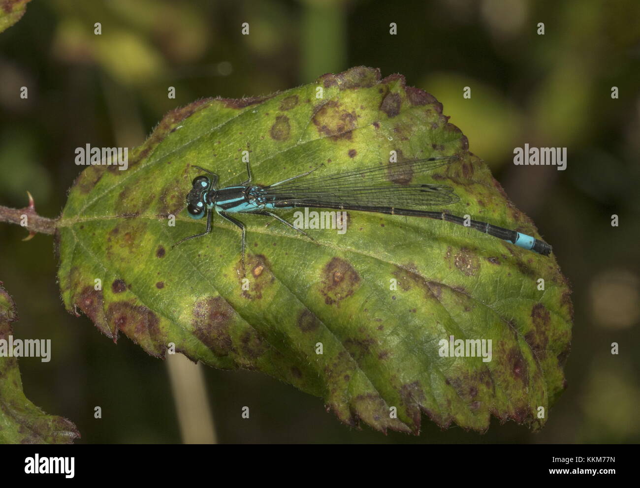 Male Blue-tailed damselfly, Ischnura elegans, settled on bramble leaf. Stock Photo