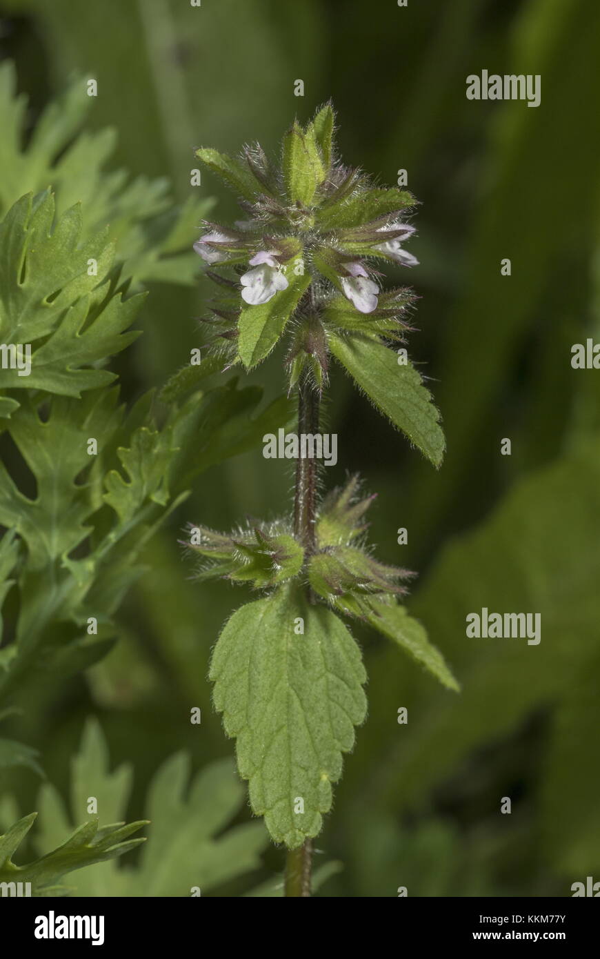 Field woundwort, Stachys arvensis; arable weed in cornfield, Dorset. Stock Photo