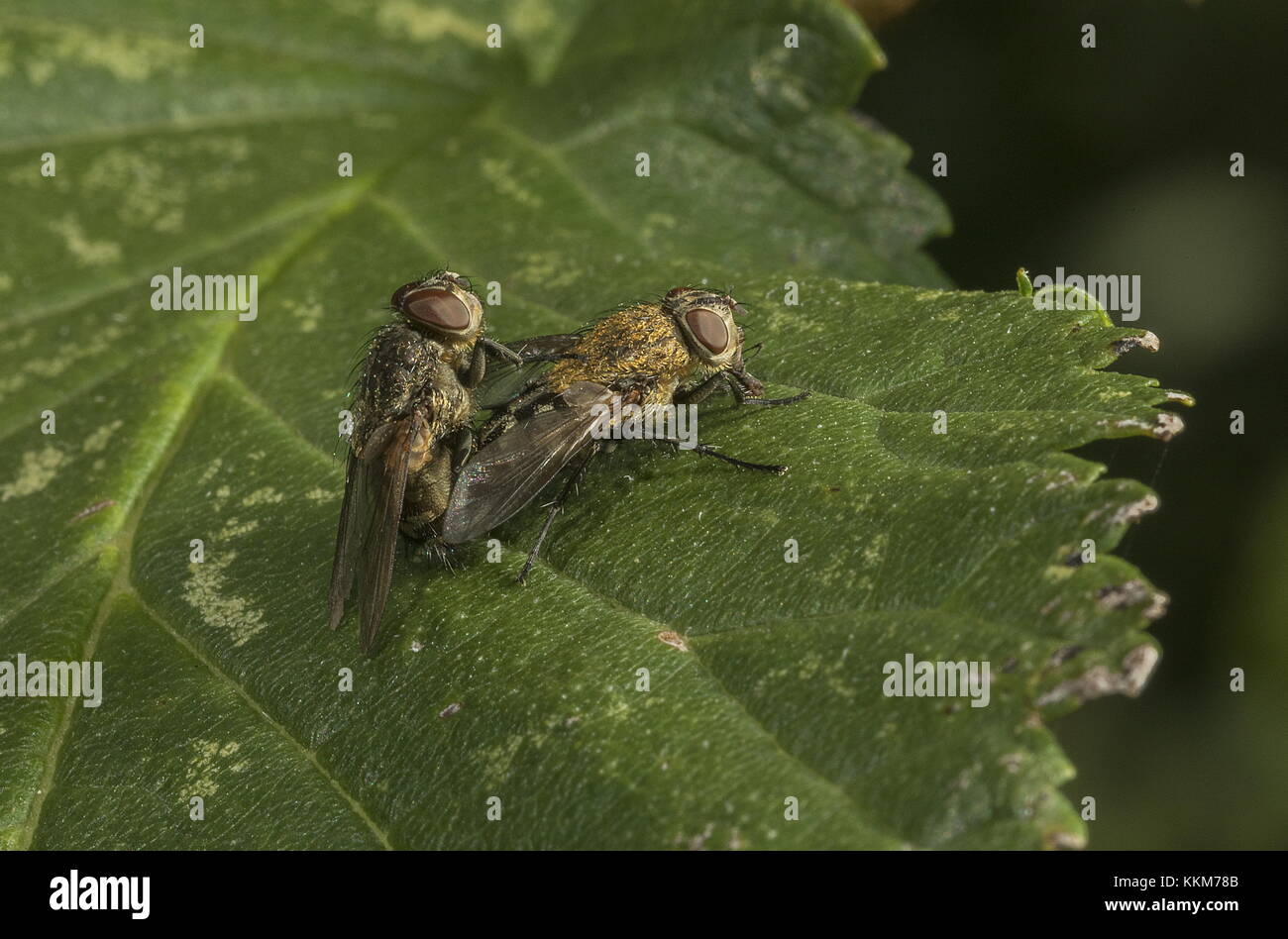 Mating Common cluster flies, Pollenia rudis, on leaf. Larval parasites of earthworms. Stock Photo