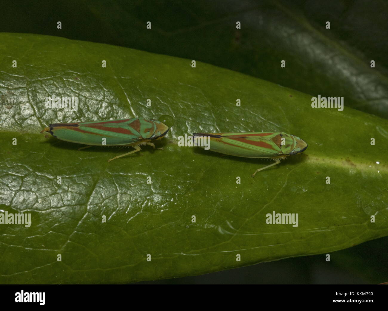 Pair of Rhododendron leaf-hoppers, Graphocephala fennahi  on Rhododendron leaves. Stock Photo