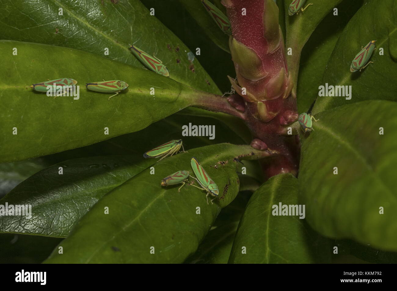 Rhododendron leaf-hoppers, Graphocephala fennahi on Rhododendron leaves. Stock Photo