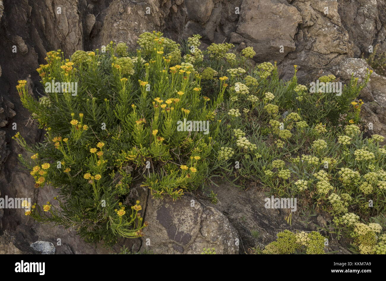 Golden Samphire, Inula crithmoides, with Rock Samphire, in flower on rocky coast, Anglesey. Stock Photo