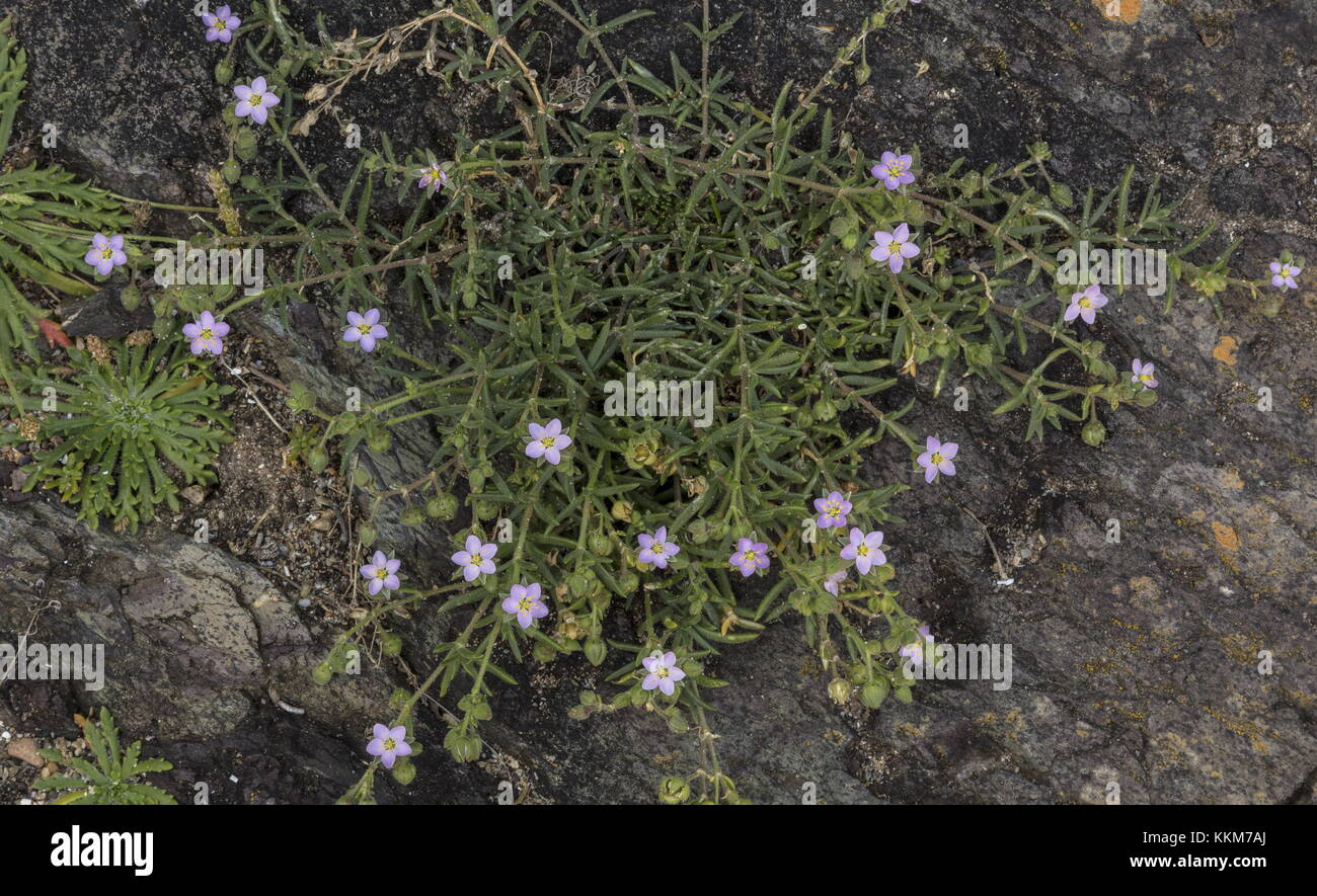 Rock Sea-spurrey, Spergularia rupicola, in flower on coastal rocks, Anglesey. Stock Photo