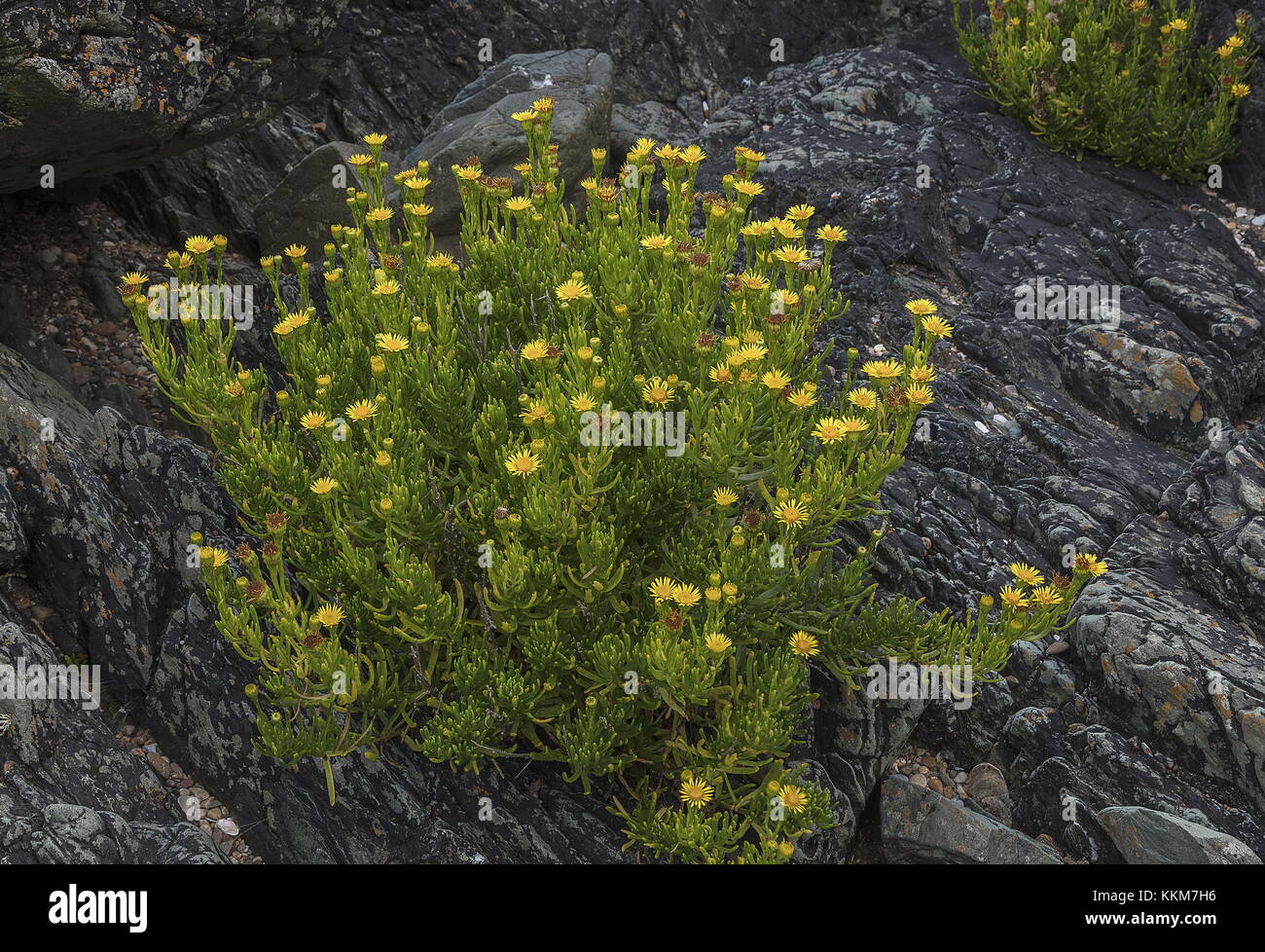Golden Samphire, Inula crithmoides, in full flower on coastal rocks, Anglesey. Stock Photo