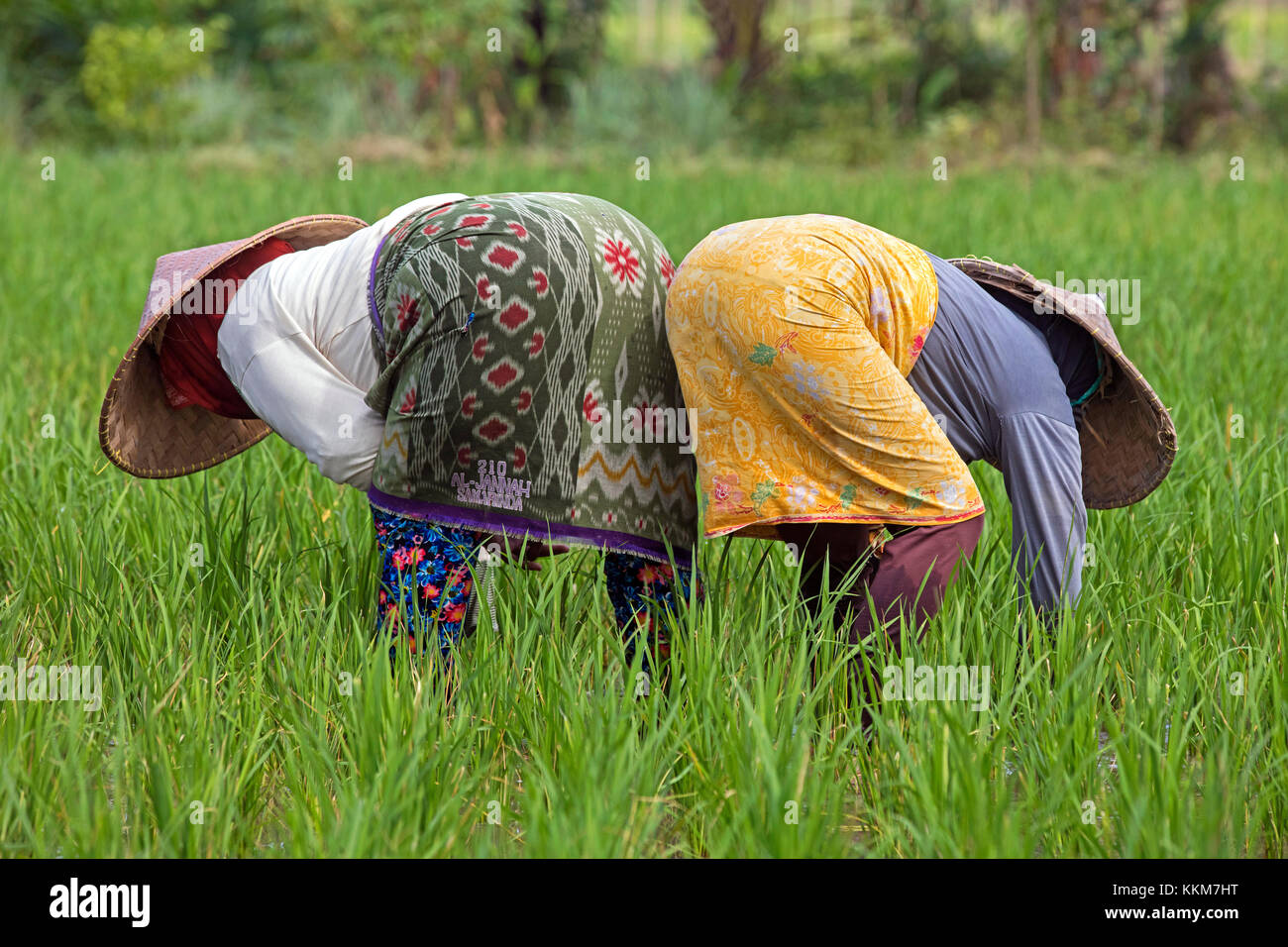 Two Indonesian female labourers with traditional conical hats / capings