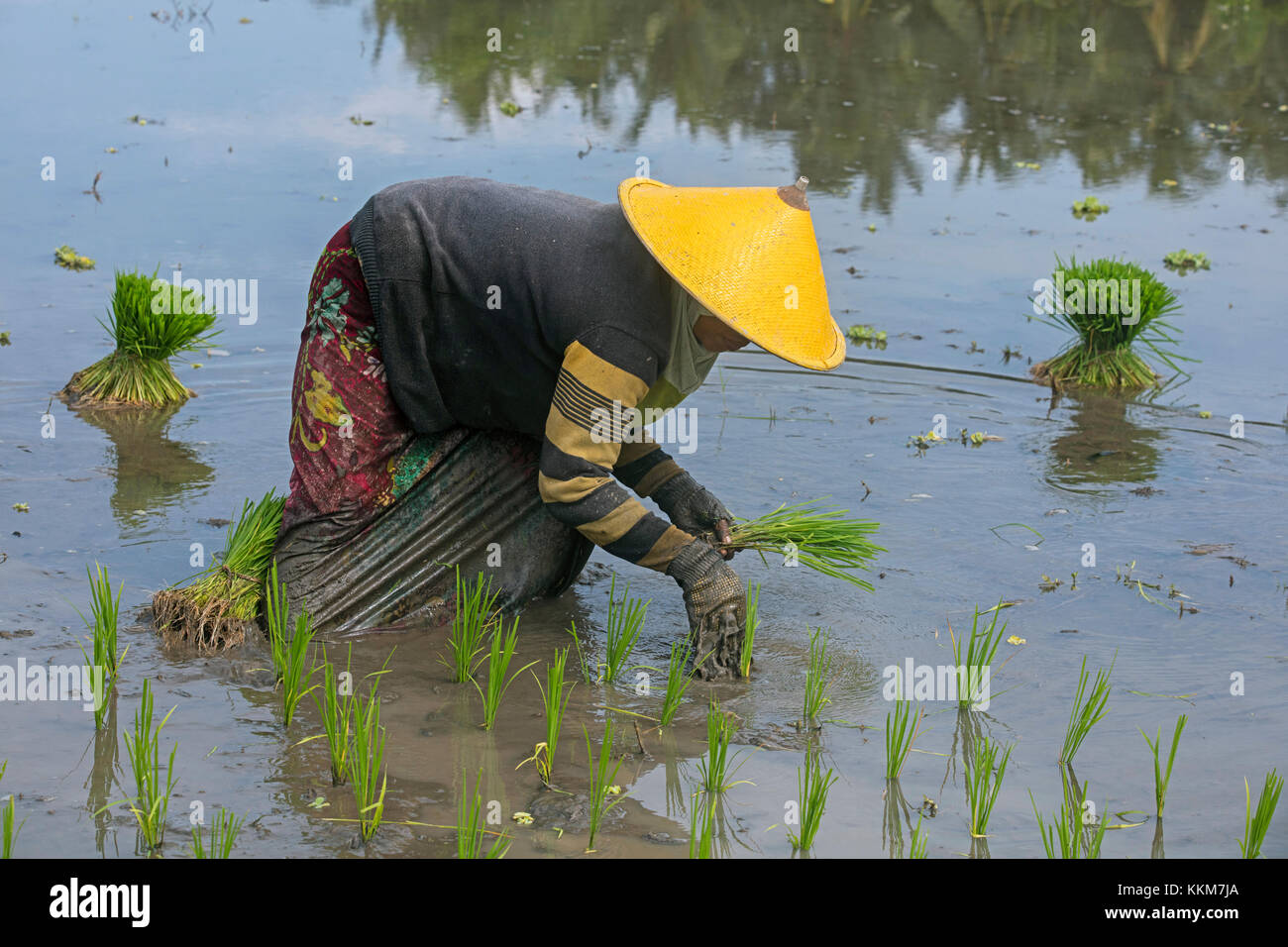 Indonesian woman with traditional conical hat / caping planting rice in paddy field on the island Lombok, Indonesia Stock Photo