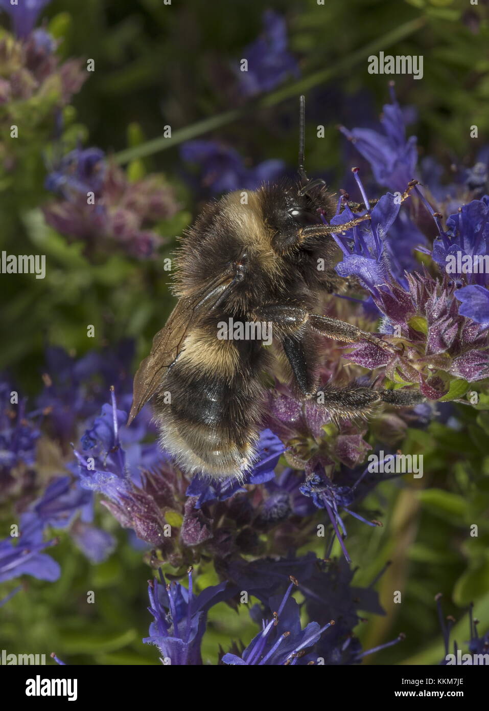 Worker Buff-tailed bumble-bee, Bombus terrestris,  on Hyssop flowers in herb garden. Stock Photo
