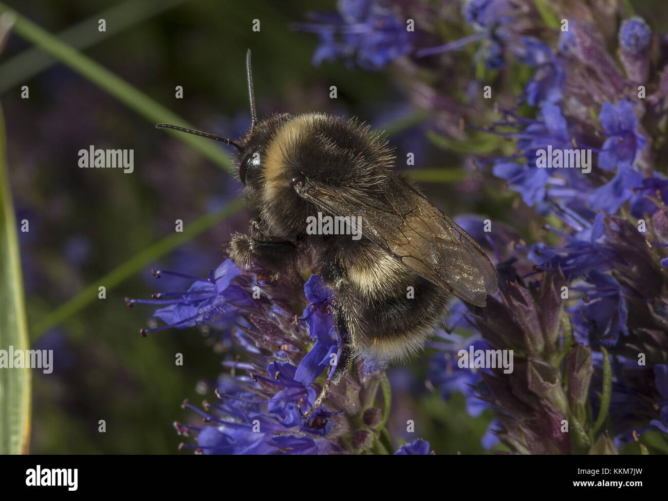 Worker Buff-tailed bumble-bee, Bombus terrestris,  on Hyssop flowers in herb garden. Stock Photo