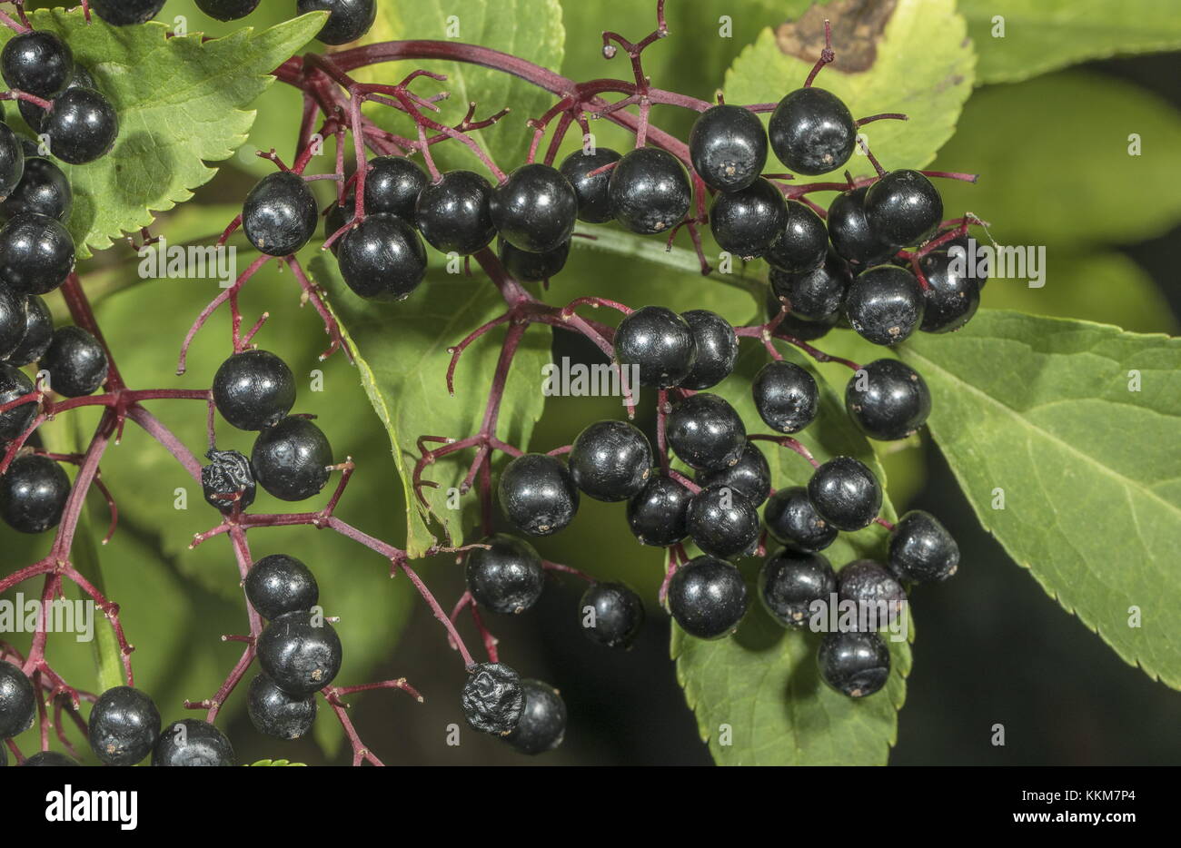 Elder berries, Sambucus nigra, in late summer. Stock Photo
