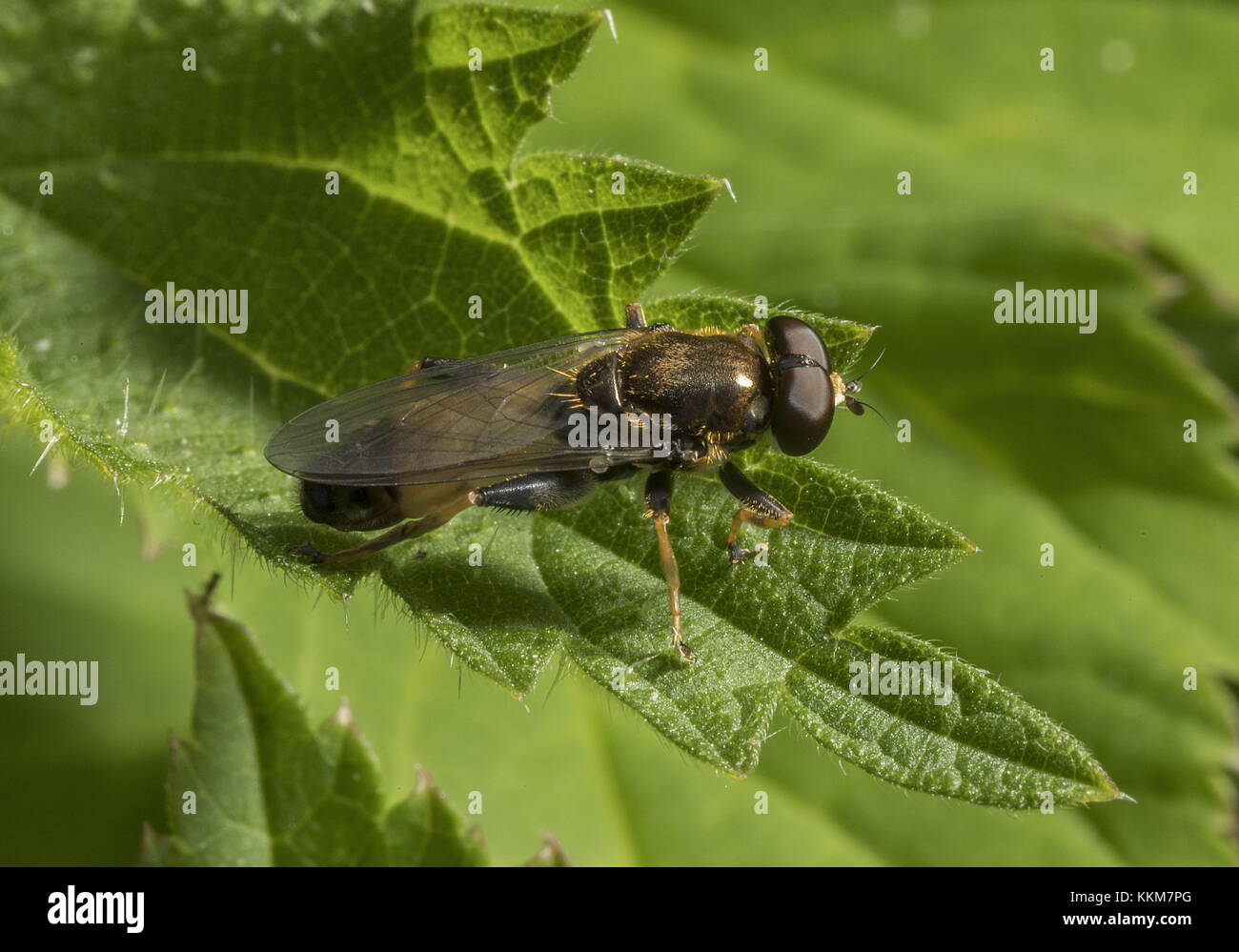 A saproxylic hoverfly, Xylota segnis, settled on leaf. Stock Photo