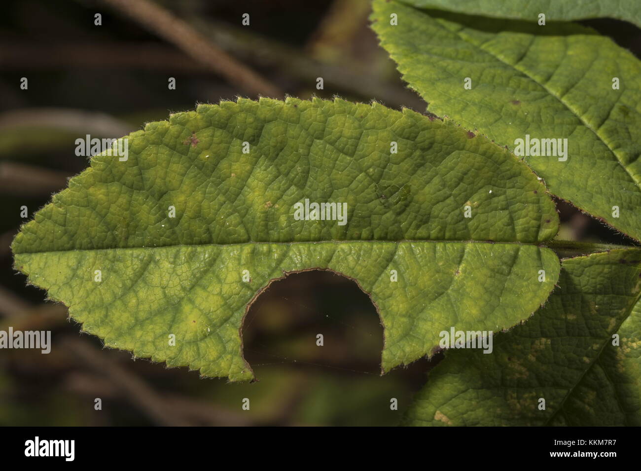 Roseleaf cut by Leafcutter bee, Megachile centuncularis; Norfolk