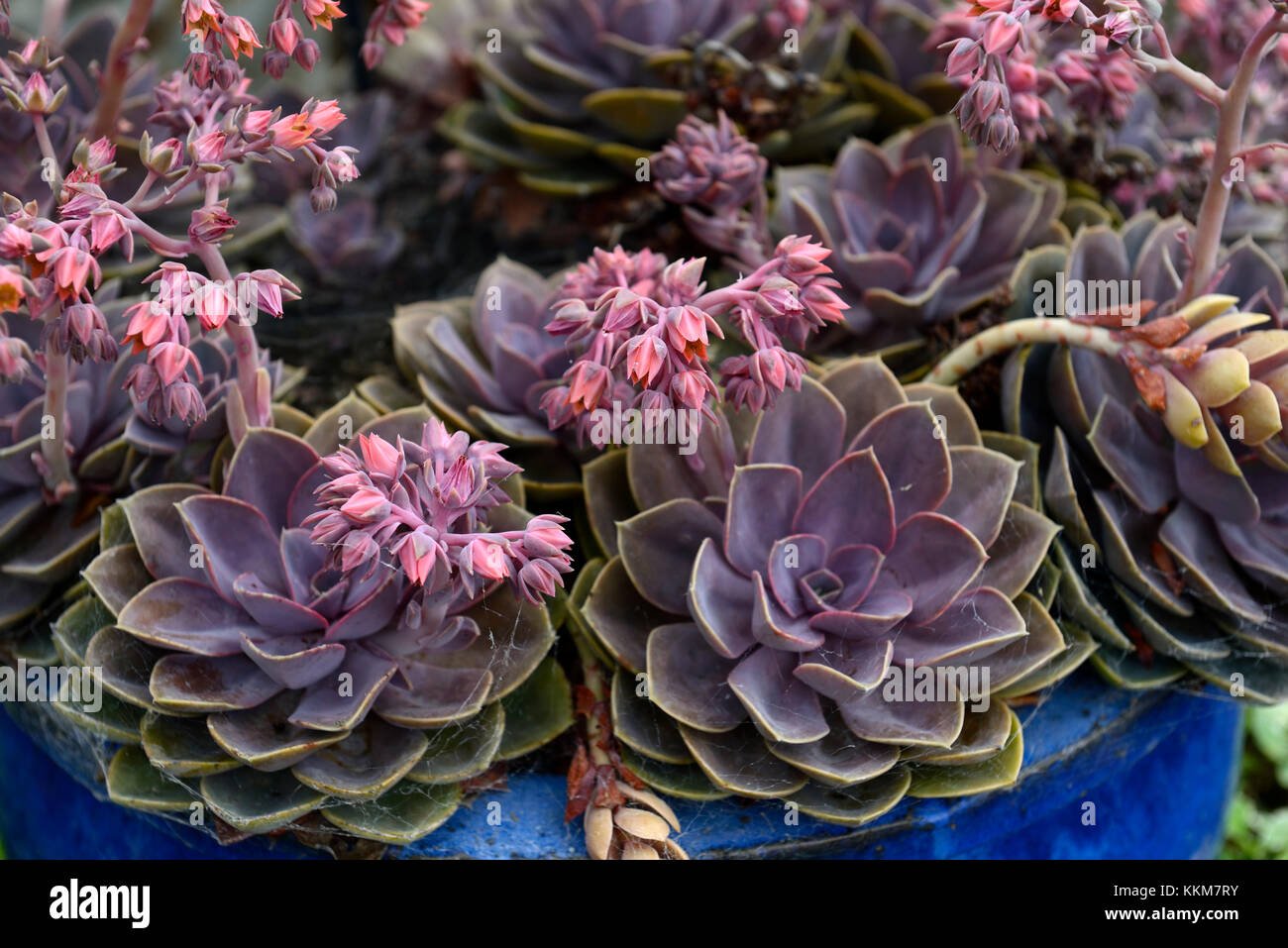 echeveria agavoides taurus, succulent,succulents,flower, flowering,spike,spikes,Fleshy leaved,rosettes, clustering, plant,alpine,alpines,RM Floral Stock Photo