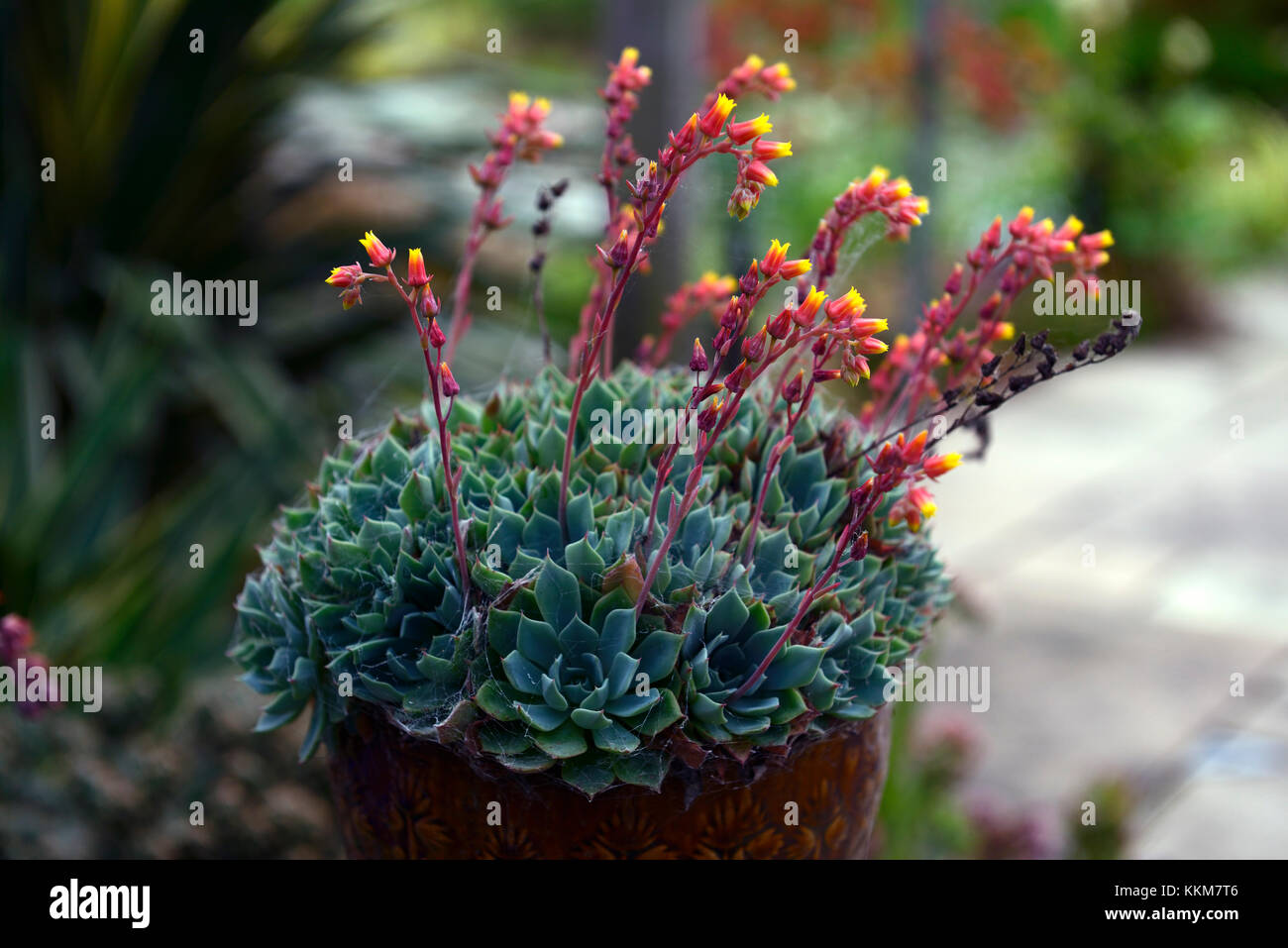 Echeveria, succulent,succulents,flower, flowering,spike,spikes,Fleshy leaved,rosettes, clustering, plant,alpine,alpines,RM Floral Stock Photo