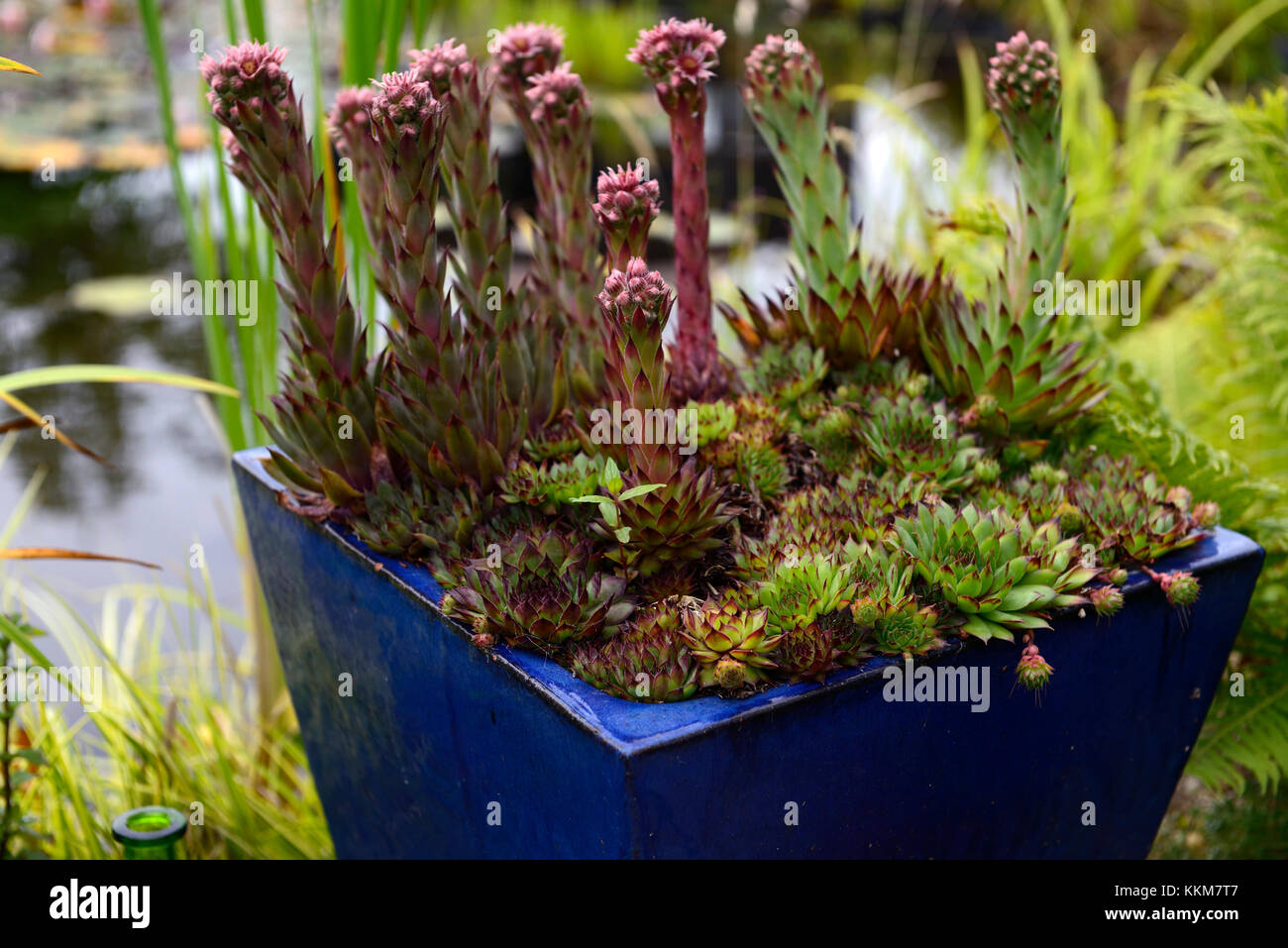 Echeveria, succulent,succulents,flower, flowering,spike,spikes,blue pot