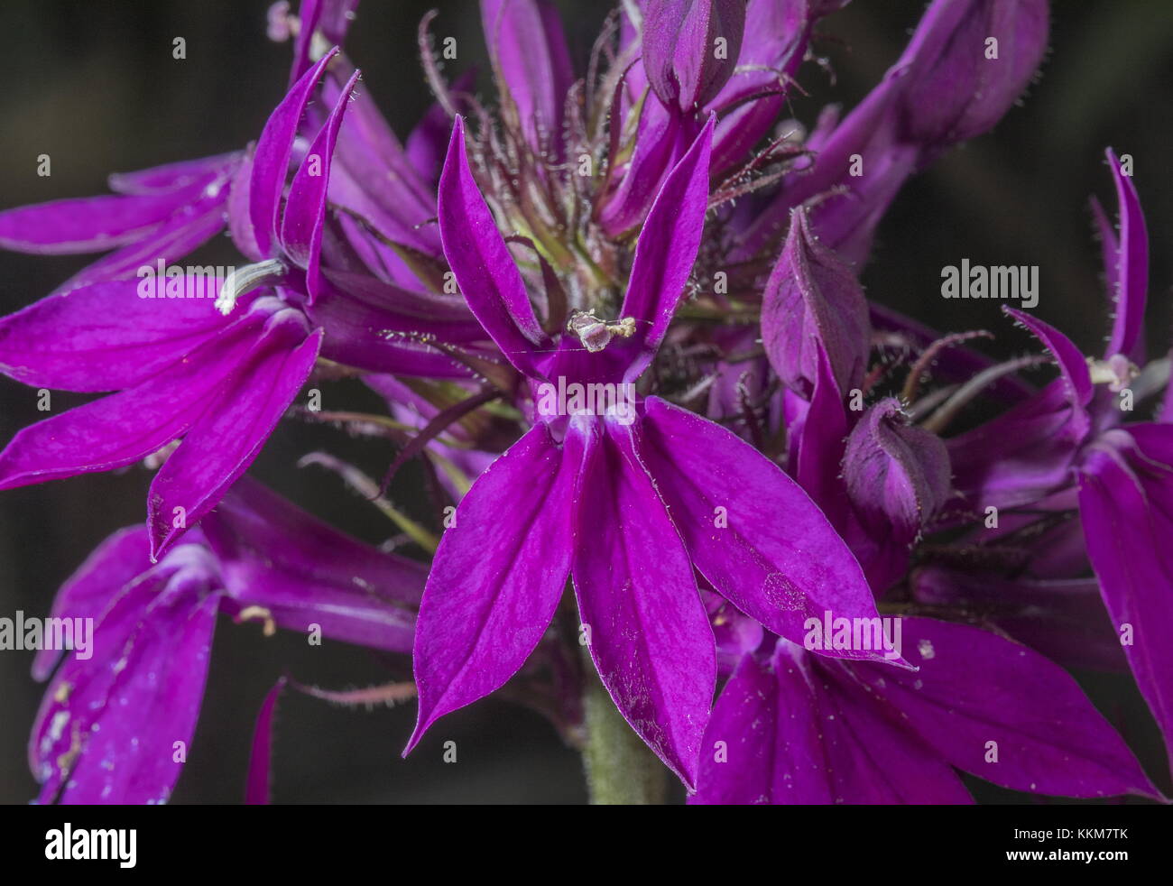 Lobelia 'Hadspen Purple', in garden border. Stock Photo