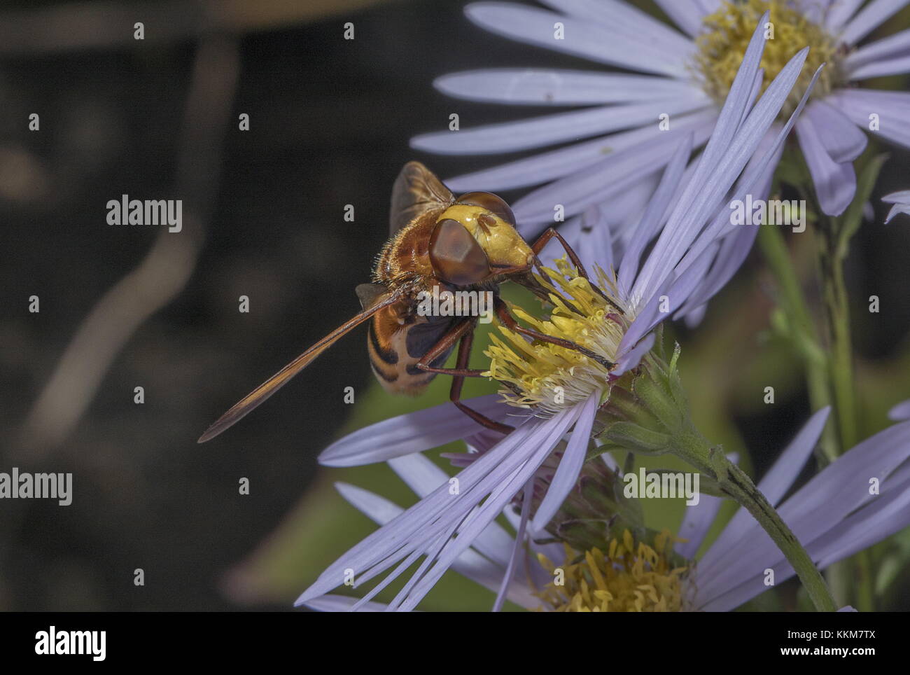 hornet hoverfly, Volucella zonaria, on Michaelmas daisy in garden. Stock Photo