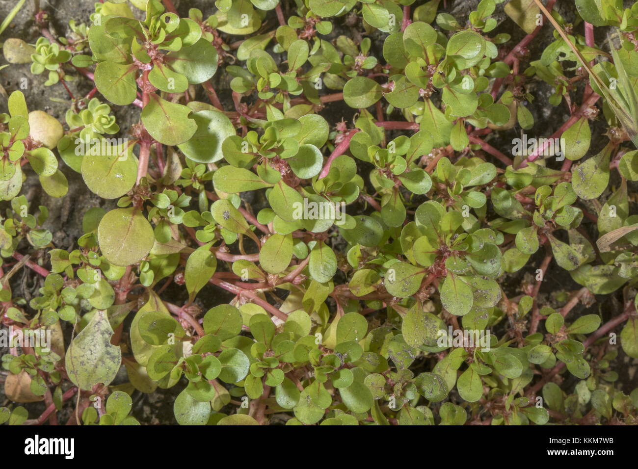 Water-purslane, Lythrum portula, growing on damp mud, New Forest. Stock Photo