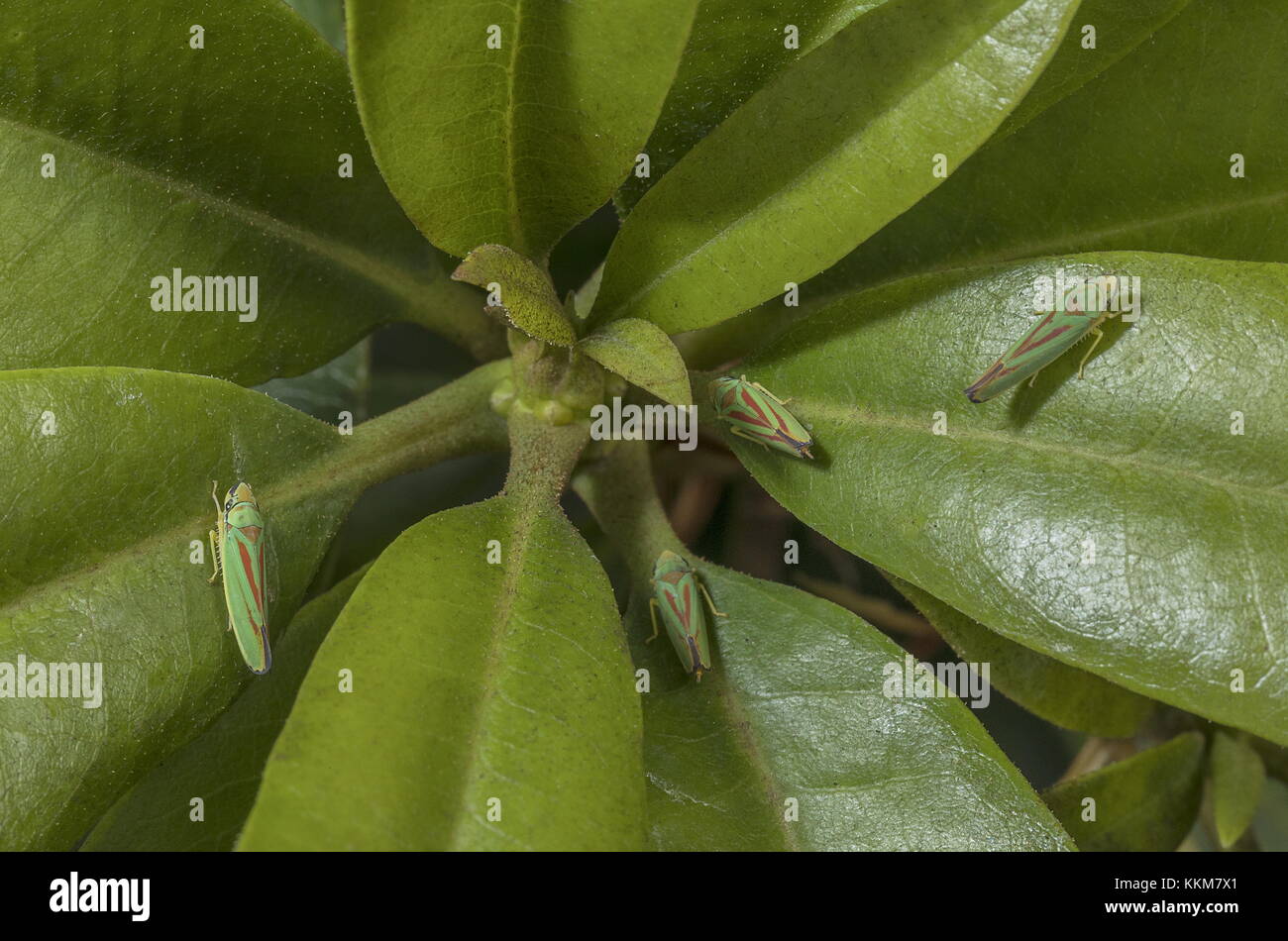 Rhododendron leaf-hopper, Graphocephala fennahi  on Rhododendron leaves. Stock Photo