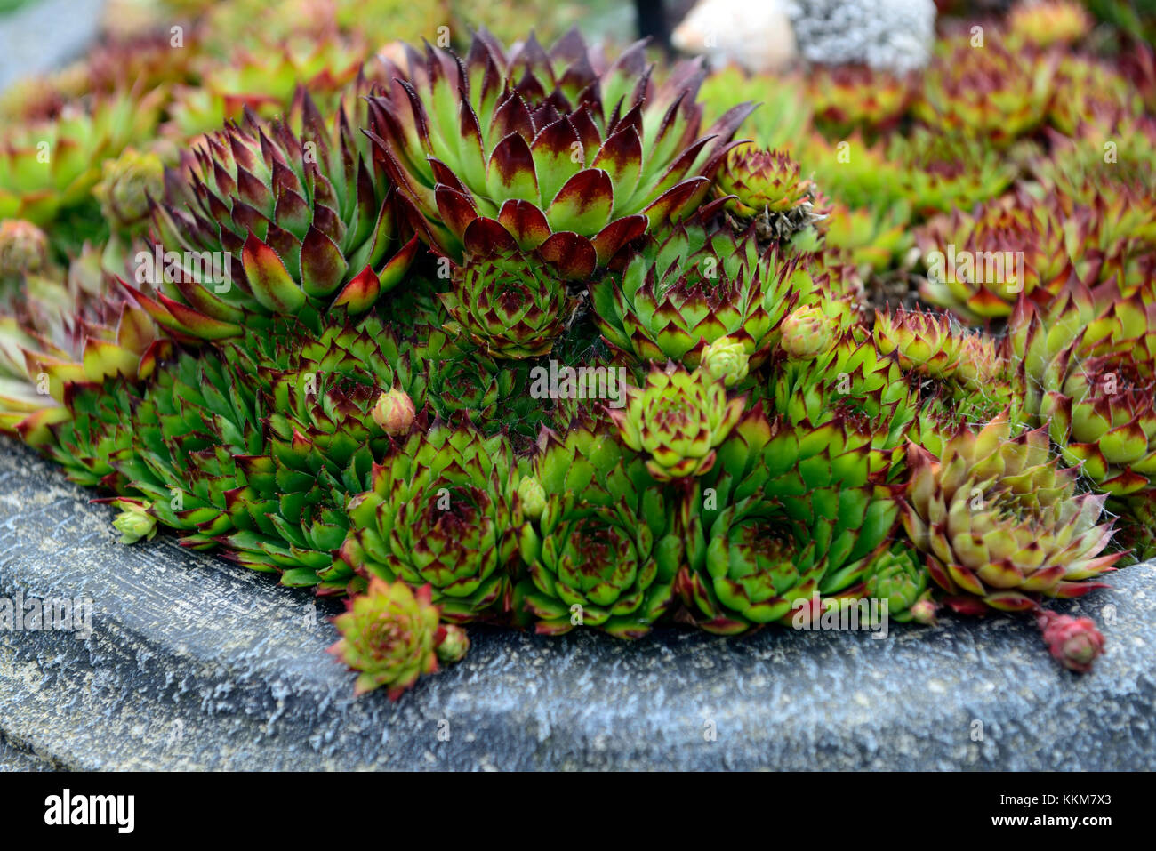 succulent,succulents,alpine,alpines,trough,troughs,display,container,gardening,garden,containers,gardens,display,RM Floral Stock Photo