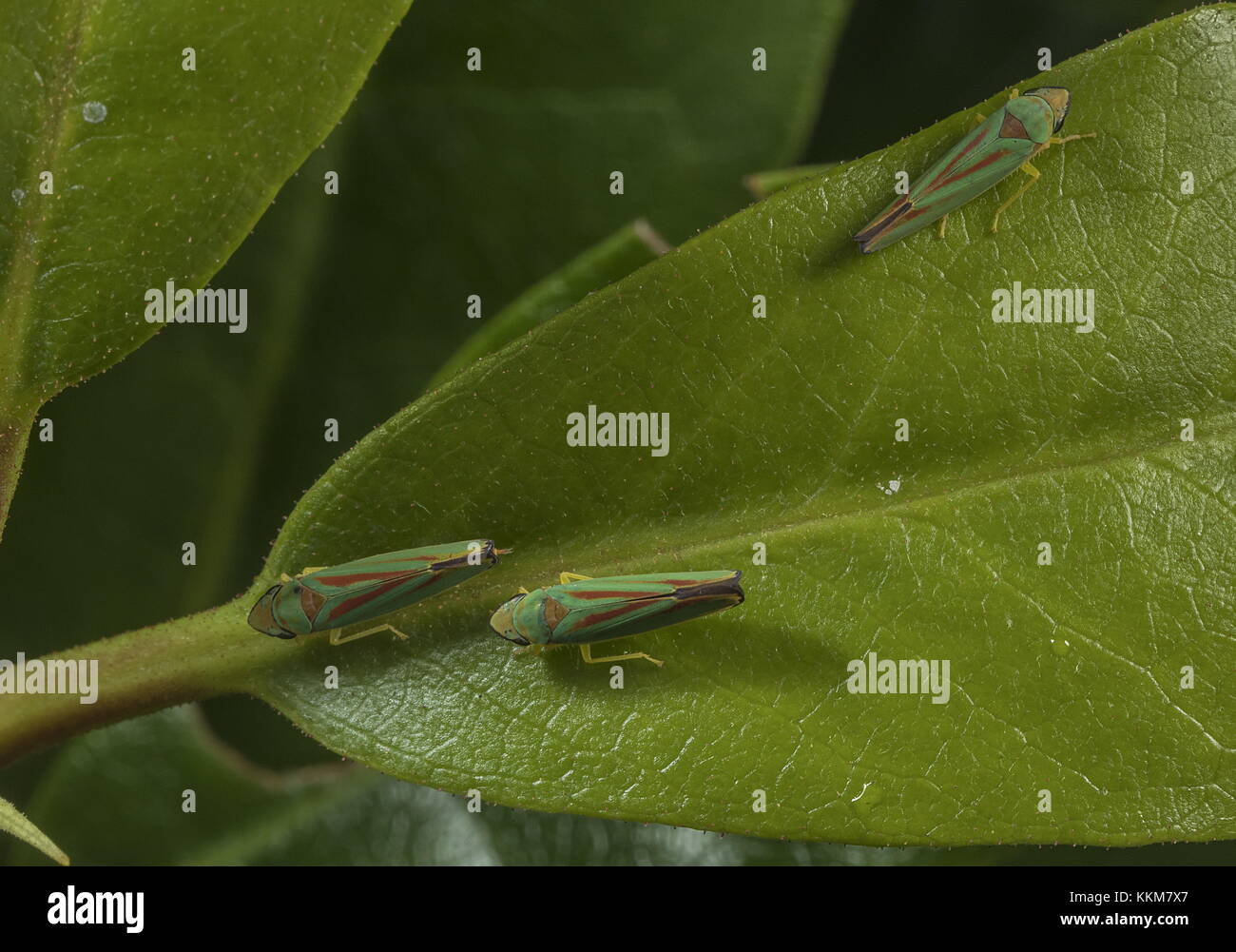 Rhododendron leaf-hopper, Graphocephala fennahi  on Rhododendron leaves. Stock Photo