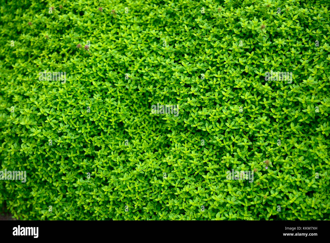 thymus citriodorus aureus,creeping golden thyme,low growing perennial,groundcovwer,smother,blanket,plant,plants,herb,herbs,RM Floral Stock Photo