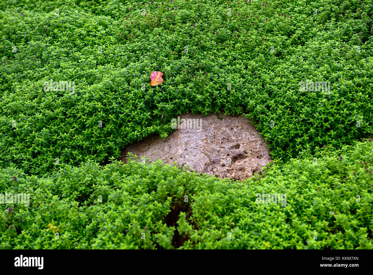 thymus citriodorus aureus,creeping golden thyme,low growing perennial,groundcovwer,smother,blanket,plant,plants,herb,herbs,RM Floral Stock Photo