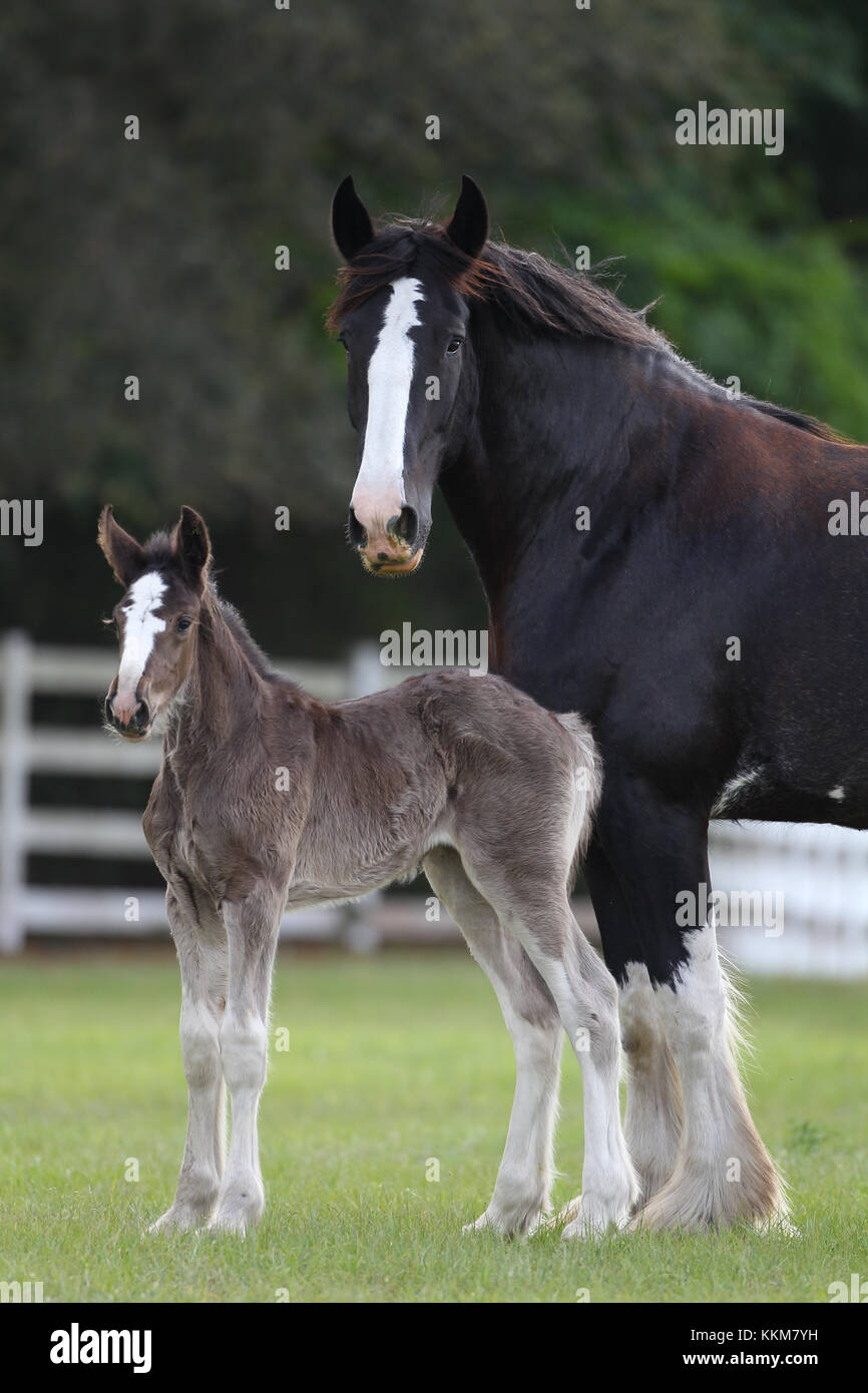 shire horse foal