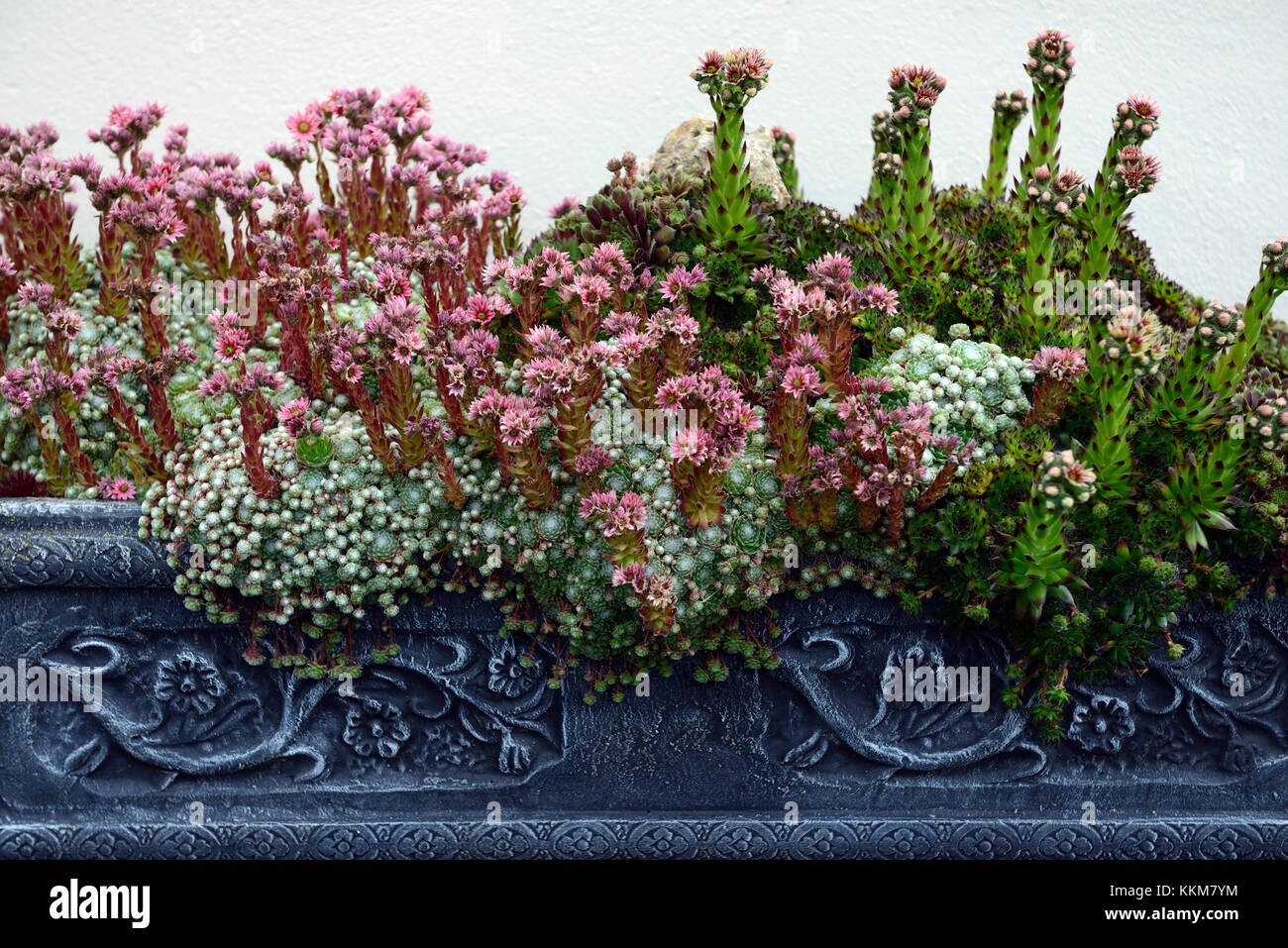 succulent,succulents,alpine,alpines,trough,troughs,display,container,gardening,garden,containers,gardens,display,RM Floral Stock Photo