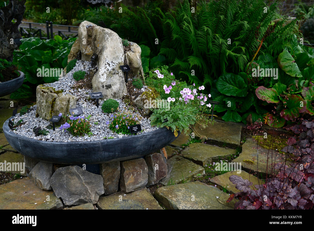alpine,alpines,trough,display,container,gardening,garden,gardens