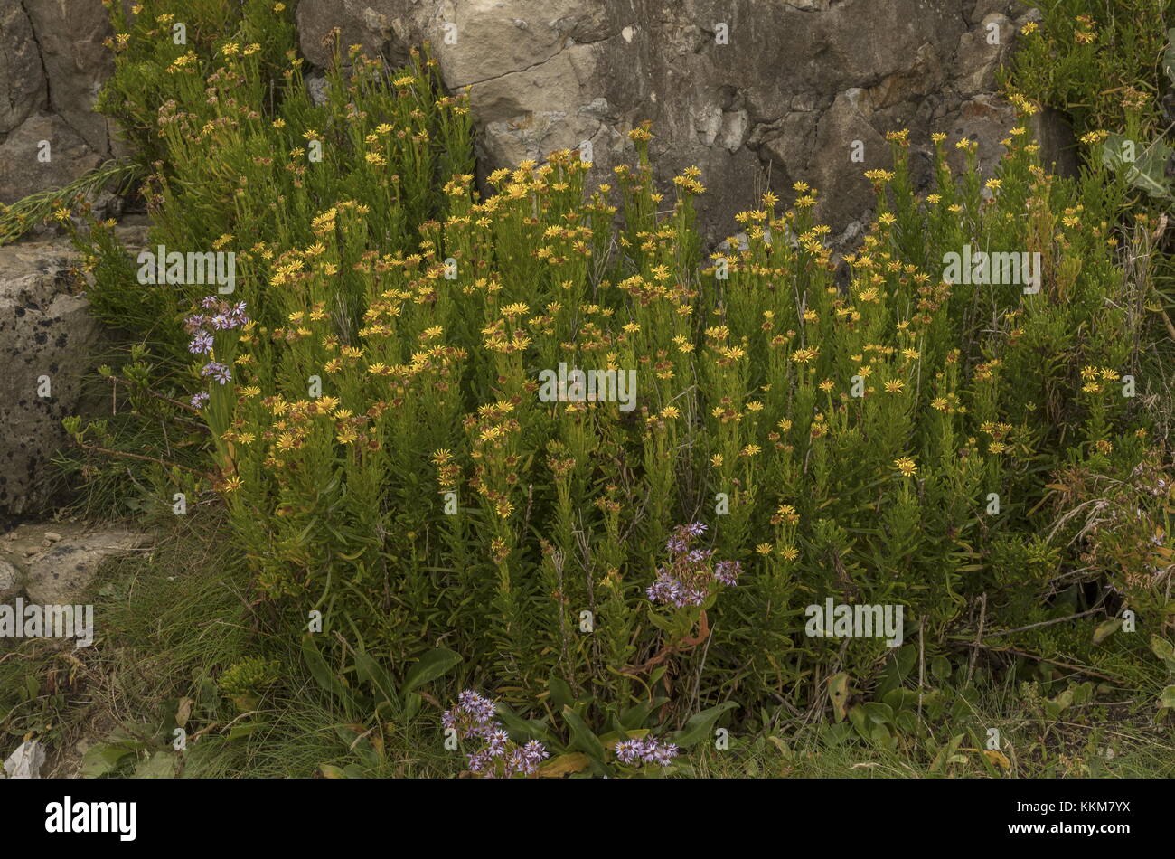 Golden Samphire, Inula crithmoides, with Sea Aster, on limestone, Dorset coast. Stock Photo