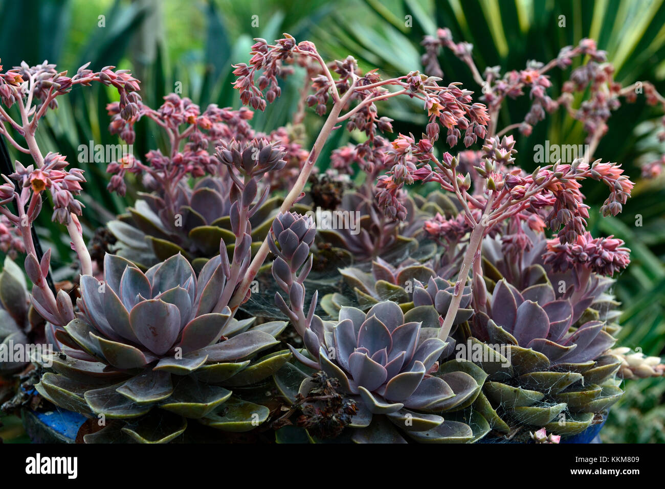 echeveria agavoides taurus, succulent,succulents,flower, flowering