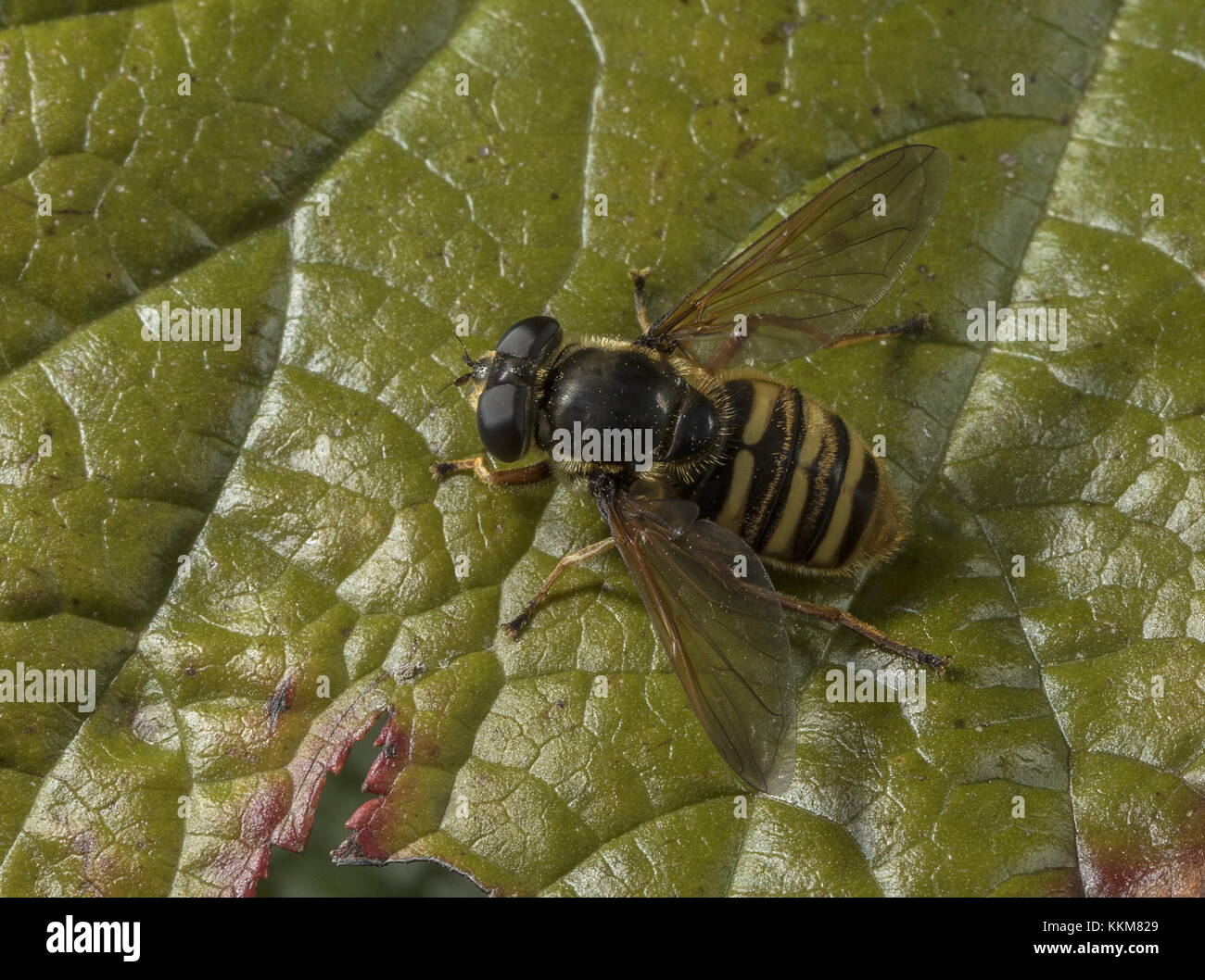 Bog Hoverfly, Sericomyia silentis settled on leaf, Purbeck, Dorset. Stock Photo