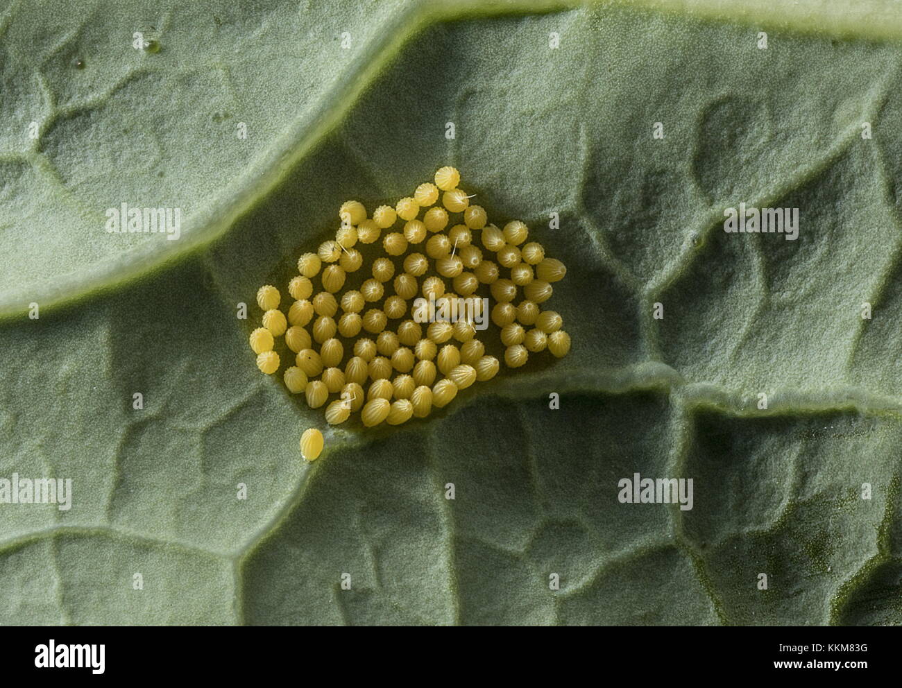 Batch of eggs of Large white, Pieris brassicae, on underside of cabbage
