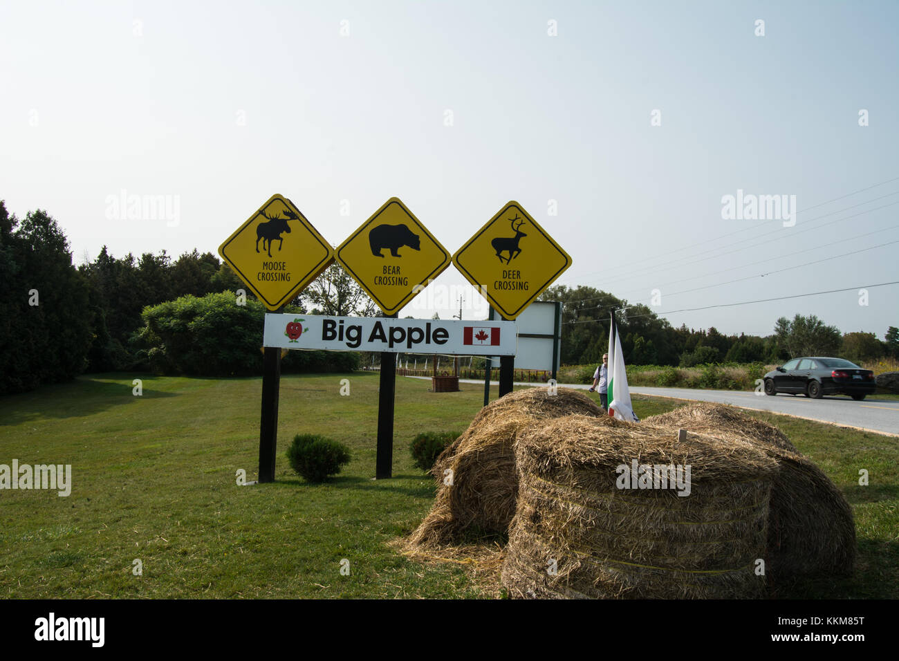 Animal sign Ontario Canada The Big apple road signs sign flag Canadian road yellow signs Deer Bear Mouse artwork art triangular outside straw bail Stock Photo