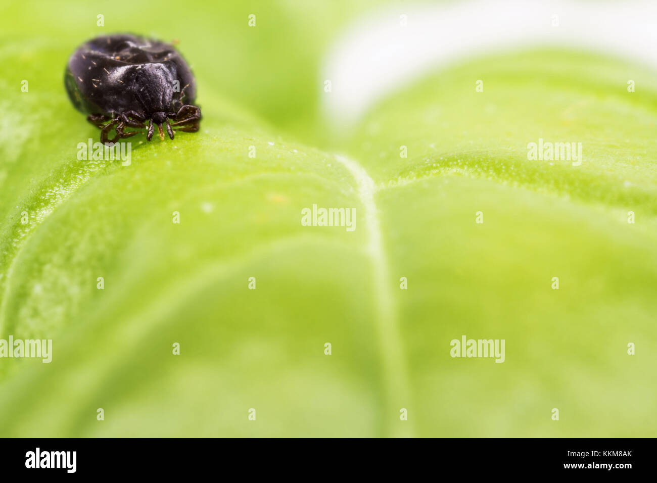 Tick on leaf Stock Photo Alamy