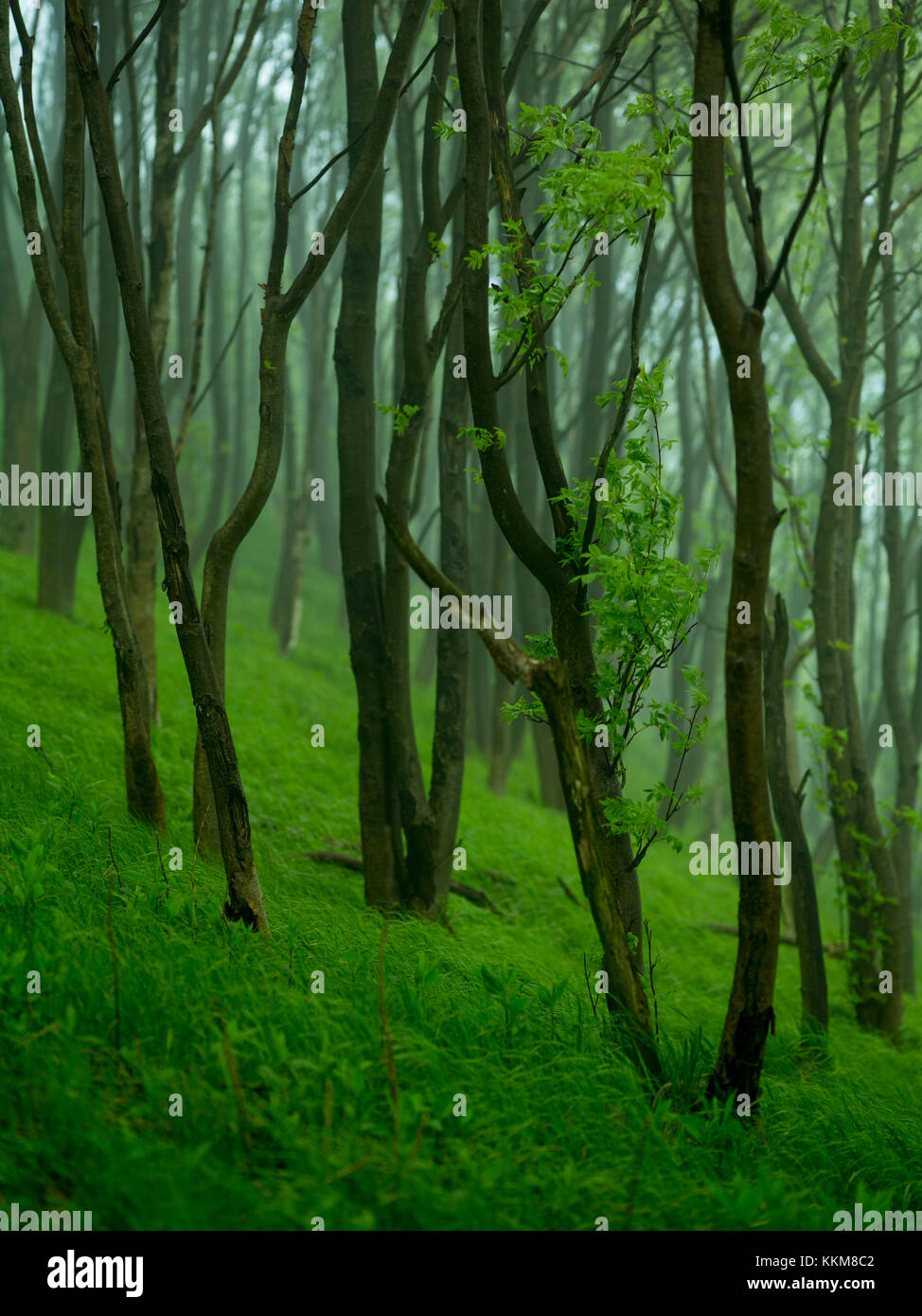 Forest at the Bärenstein, Ore Mountains, Saxony, Germany, Stock Photo