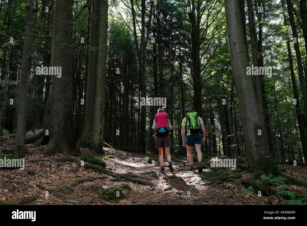 Hikers in Bavarian Forest, Bavaria, Germany, Stock Photo